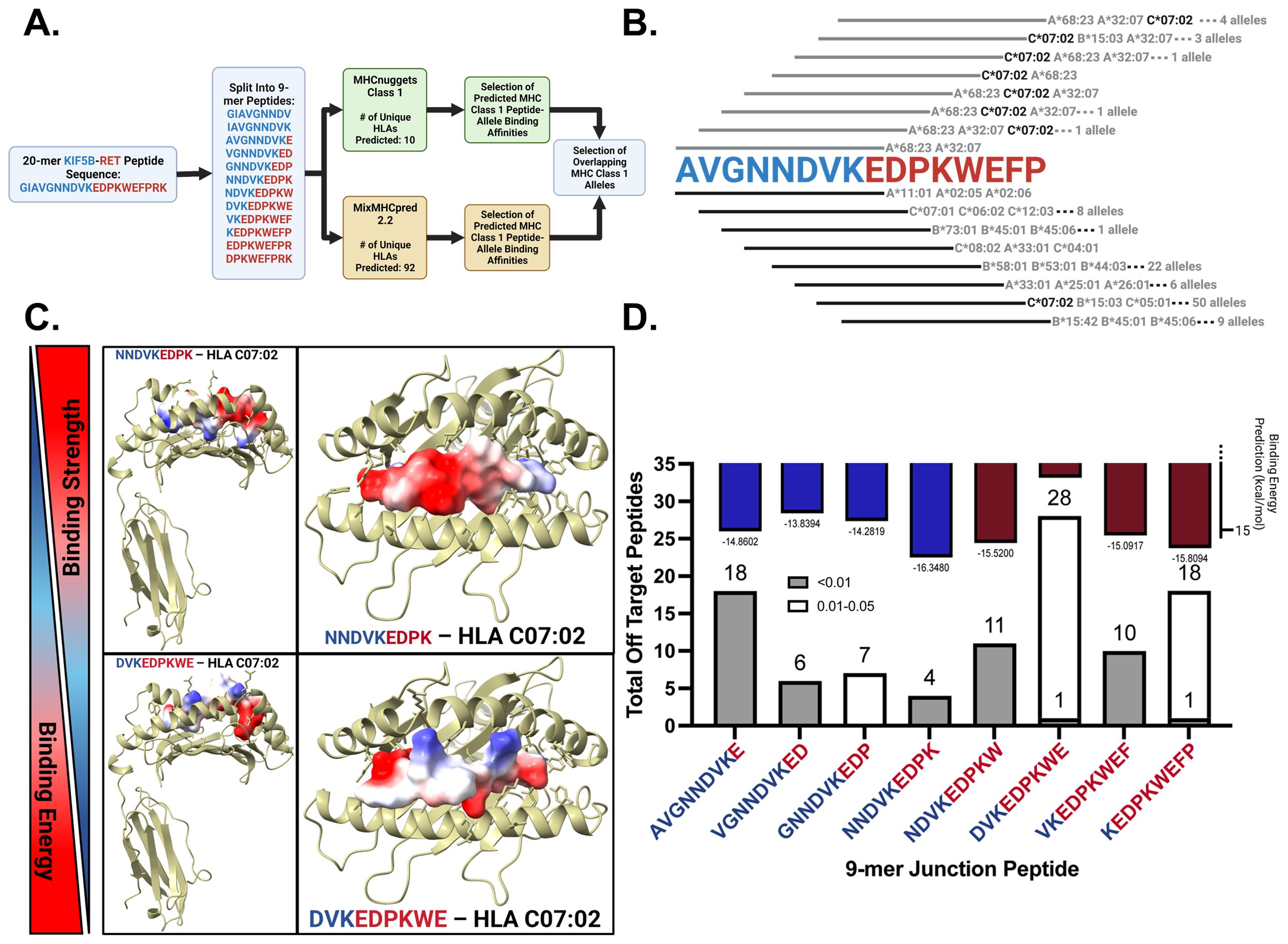 Diagram with four panels labeled A to D. Panel A shows a flowchart for peptide sequence analysis, beginning with a 20-mer sequence split into 9-mer peptides. It includes predictions of peptide-allele binding affinities using two methods, MHCnuggets and MixMHCpred, selecting overlapping MHC Class 1 alleles. Panel B lists alleles for the peptide AVGNNDVKEDPKWEFP, highlighting overlapping alleles in bold. Panel C displays 3D models of peptide binding to HLA C07:02, with color gradients indicating binding strength. Panel D is a bar graph comparing total off-target peptides and binding energy for 9-mer junction peptides, with statistical significance shown.