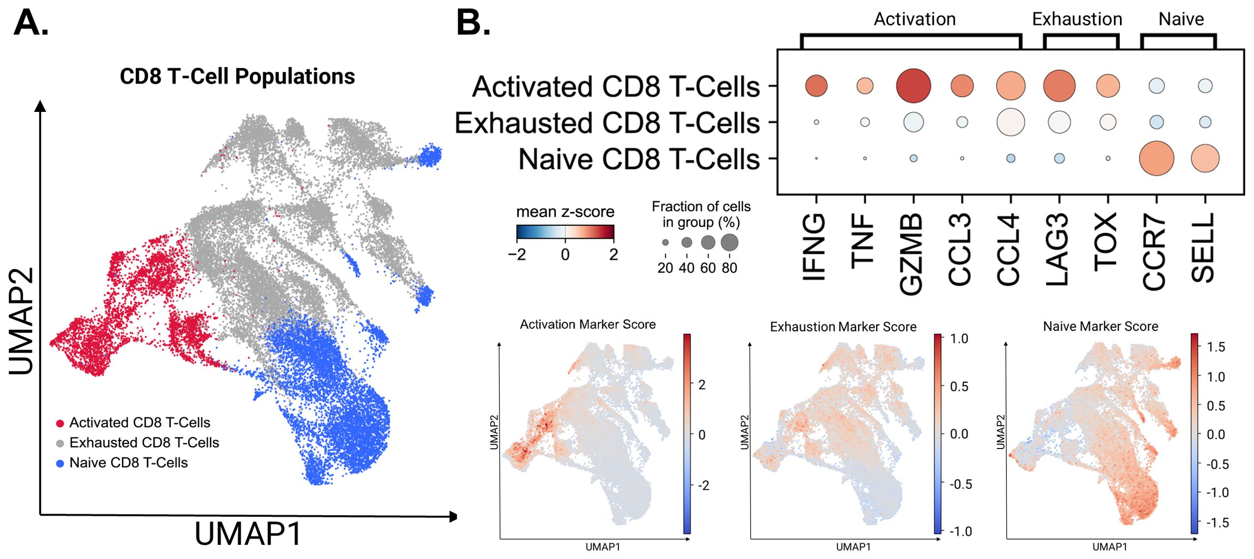 Visualization of CD8 T-Cell populations with a UMAP plot showing clusters: red for activated, gray for exhausted, and blue for naive T-cells. A heatmap shows activation, exhaustion, and naive markers across IFNG, TNF, GZMB, CCL3, CCL4, LAG3, TOX, CCR7, and SELL, indicating mean z-scores and cell fractions. Three smaller UMAP plots display marker scores for activation, exhaustion, and naive states with color gradients.