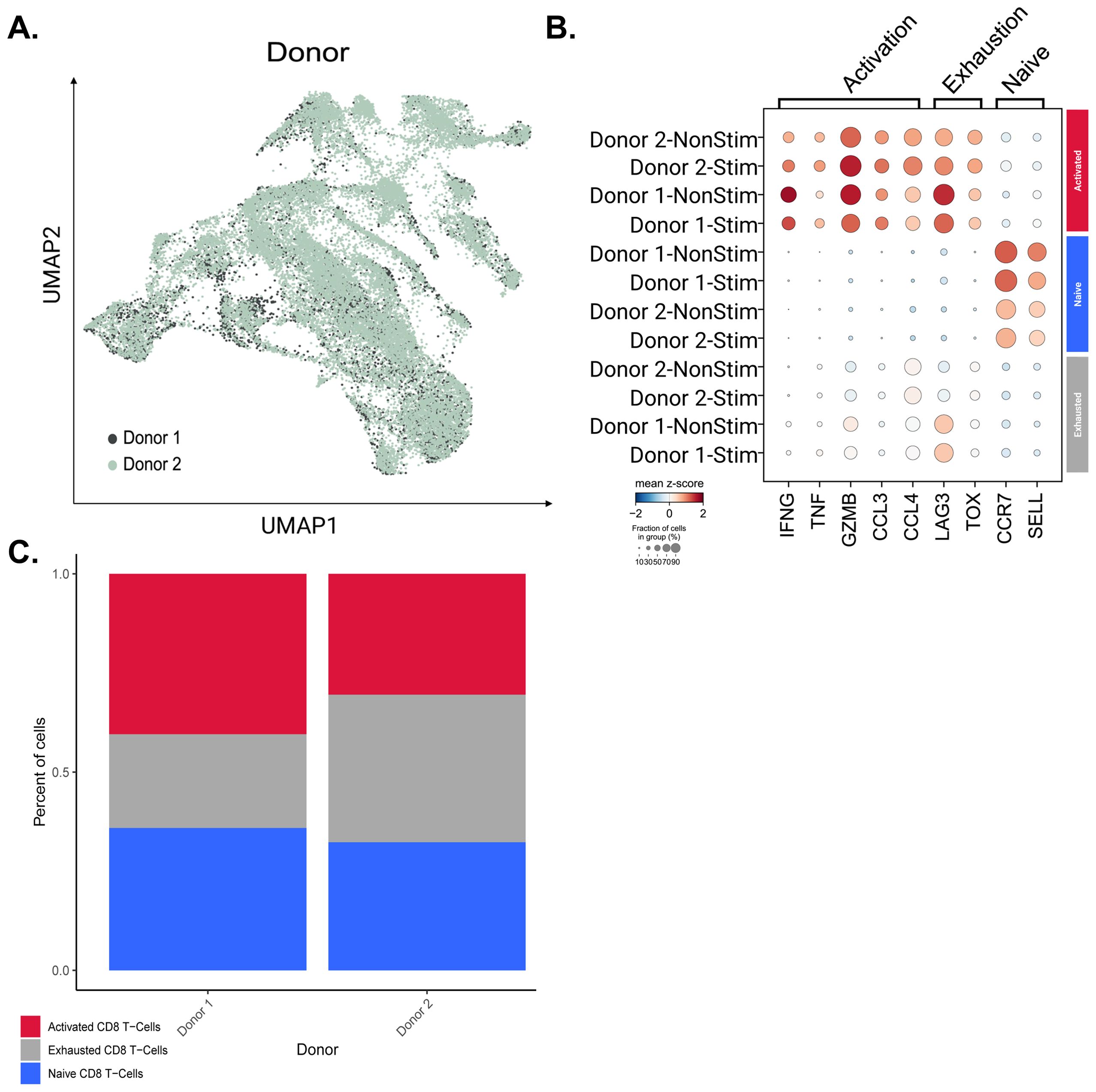 Panel A shows a UMAP plot, comparing Donor 1 and Donor 2, with distinct clustering patterns. Panel B is a dot plot displaying mean z-scores and fraction of cells across activation, exhaustion, and naïve states for various conditions. Panel C is a bar chart indicating the percentage of activated, exhausted, and naïve CD8 T-cells for each donor, with distinct colors for each state.