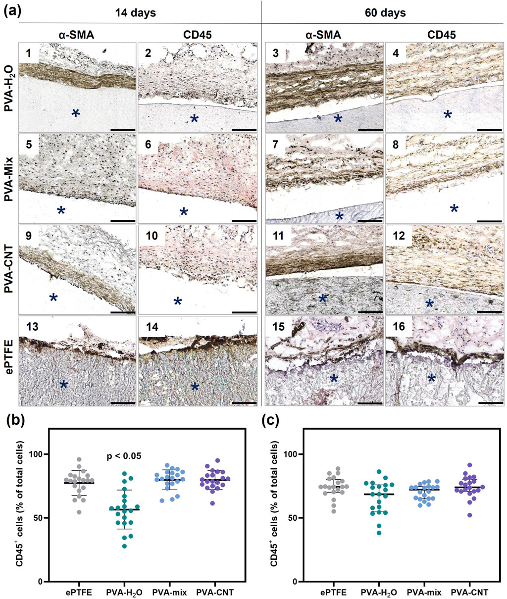 (a) Immunohistochemistry images of tissues stained for α-SMA and CD45 at 14 and 60 days post-implantation with materials: PVA-H₂O, PVA-Mix, PVA-CNT, and ePTFE. Asterisks indicate implants. (b, c) Dot plots showing the percentage of CD45⁺ cells relative to total cells for each material at (b) 14 days and (c) 60 days post-implantation.