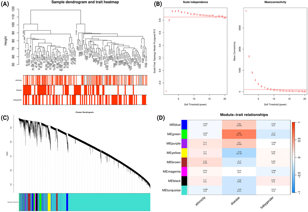 Panel A shows a sample clustering dendrogram alongside a heatmap of clinical traits in severe PE group. Panel B displays line plots for scale independence and mean connectivity across a range of soft-thresholding powers. Panel C features a gene clustering dendrogram with dynamic tree cuts, visualized as color-coded co-expression modules. Panel D presents a heatmap illustrating correlations between gene modules and clinical traits, with color intensity and numerical values indicating the strength and direction of the associations.