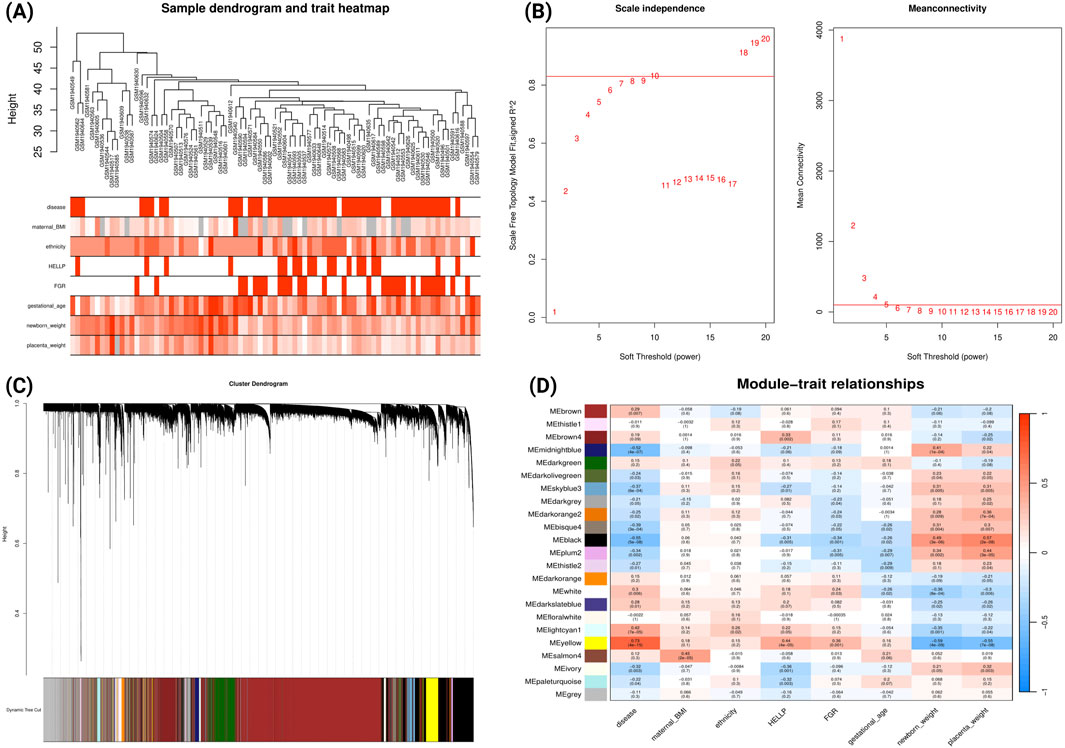 Panel A shows a sample clustering dendrogram alongside a heatmap of clinical traits in early-onset PE group. Panel B displays line plots for scale independence and mean connectivity across a range of soft-thresholding powers. Panel C features a gene clustering dendrogram with dynamic tree cuts, visualized as color-coded co-expression modules. Panel D presents a heatmap illustrating correlations between gene modules and clinical traits, with color intensity and numerical values indicating the strength and direction of the associations.