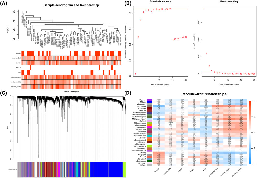 Panel A shows a sample clustering dendrogram alongside a heatmap of clinical traits in late-onset PE group. Panel B displays line plots for scale independence and mean connectivity across a range of soft-thresholding powers. Panel C features a gene clustering dendrogram with dynamic tree cuts, visualized as color-coded co-expression modules. Panel D presents a heatmap illustrating correlations between gene modules and clinical traits, with color intensity and numerical values indicating the strength and direction of the associations.