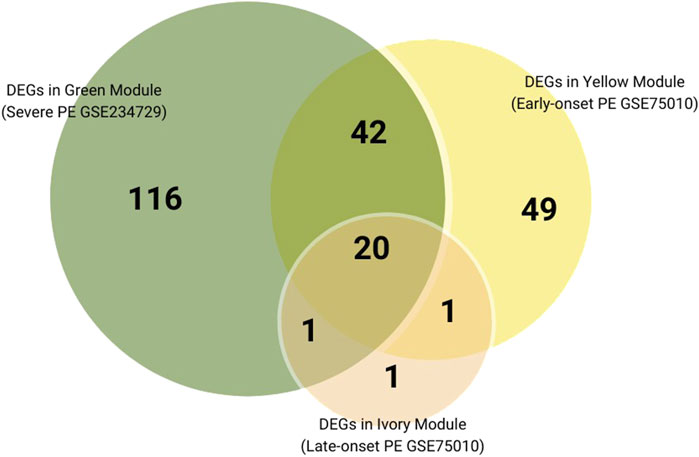 Venn diagram comparing DEGs in co-expression modules from three PE subtypes: Green (Severe PE), Yellow (Early-onset PE), and Ivory (Late-onset PE). Unique genes include 116 in Green, 49 in Yellow, and 1 in Ivory. Overlaps show 42 genes shared between Green and Yellow, 1 between Green and Ivory, 1 between Yellow and Ivory, and 20 genes shared across all three modules.