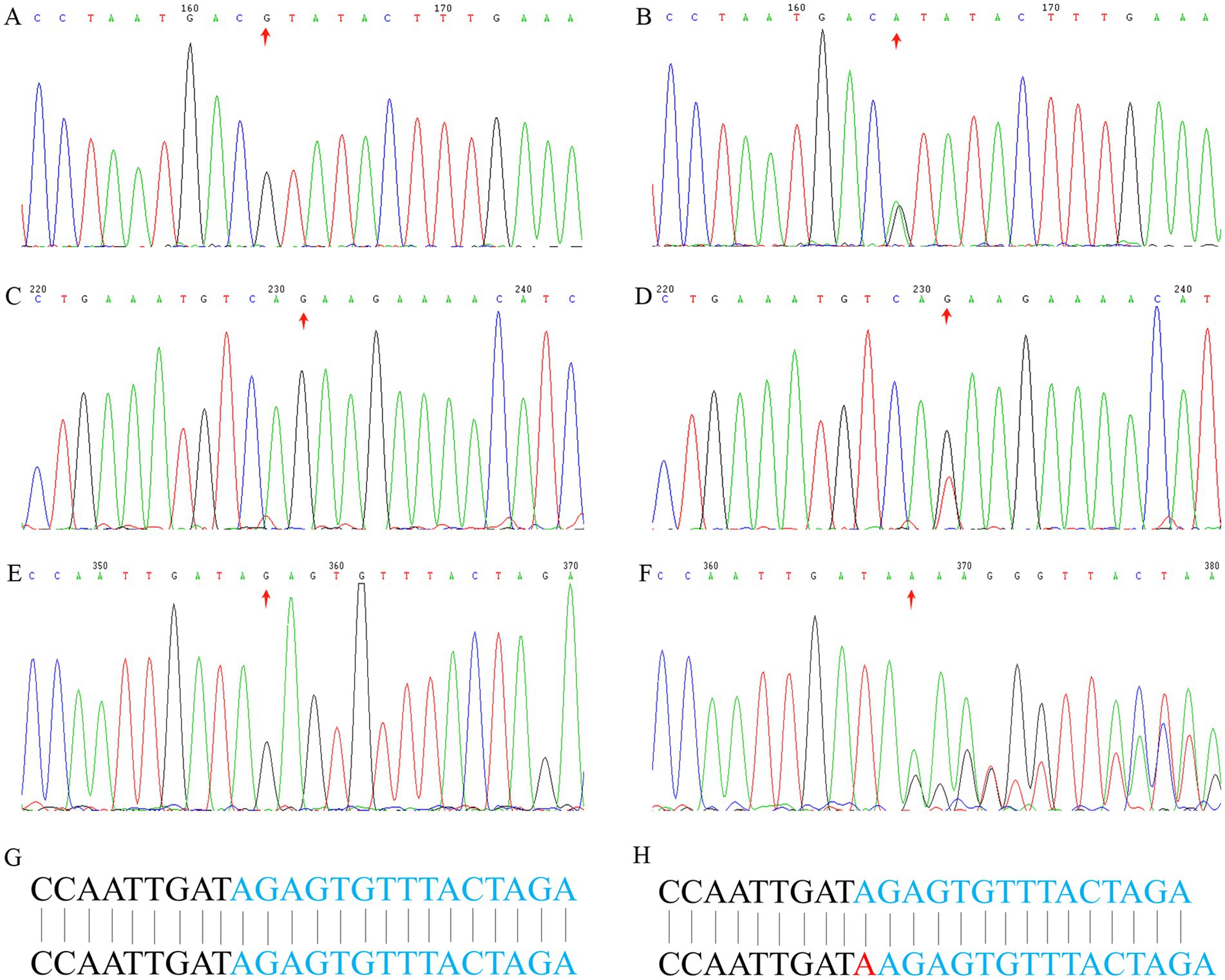 Six chromatogram graphs labeled A to F depict DNA sequencing results, with colored peaks representing nucleotide bases A, T, C, and G. Red arrows indicate specific sequence points. Sections G and H display DNA sequences with highlighted differences in blue and red text.