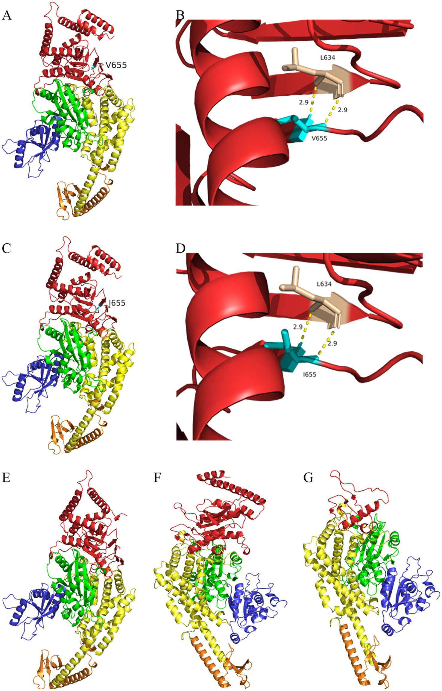 Panel of molecular diagrams showing protein structures with colored helices and sheets. A, C, E, F, and G depict colored protein chains in red, green, yellow, blue, and orange configurations. B and D focus on red helices interacting with specific amino acids V655 and I655, respectively, highlighting distance measurements with yellow dashed lines.
