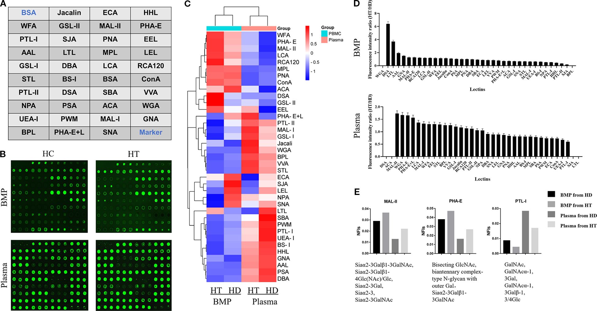 Panel A shows a grid of lectins labeled with abbreviations. Panel B includes fluorescence microarray images comparing BMP and plasma samples from healthy (HC) and hypertensive (HT) groups. Panel C contains a clustered heatmap showing lectin-binding intensity variations. Panel D provides bar charts comparing fluorescence intensity ratios in BMP and plasma for various lectins. Panel E displays bar graphs depicting the normalized fluorescence intensities for MAL-II, PHA-E, and PTL-I lectins, with details on specific glycan interactions.