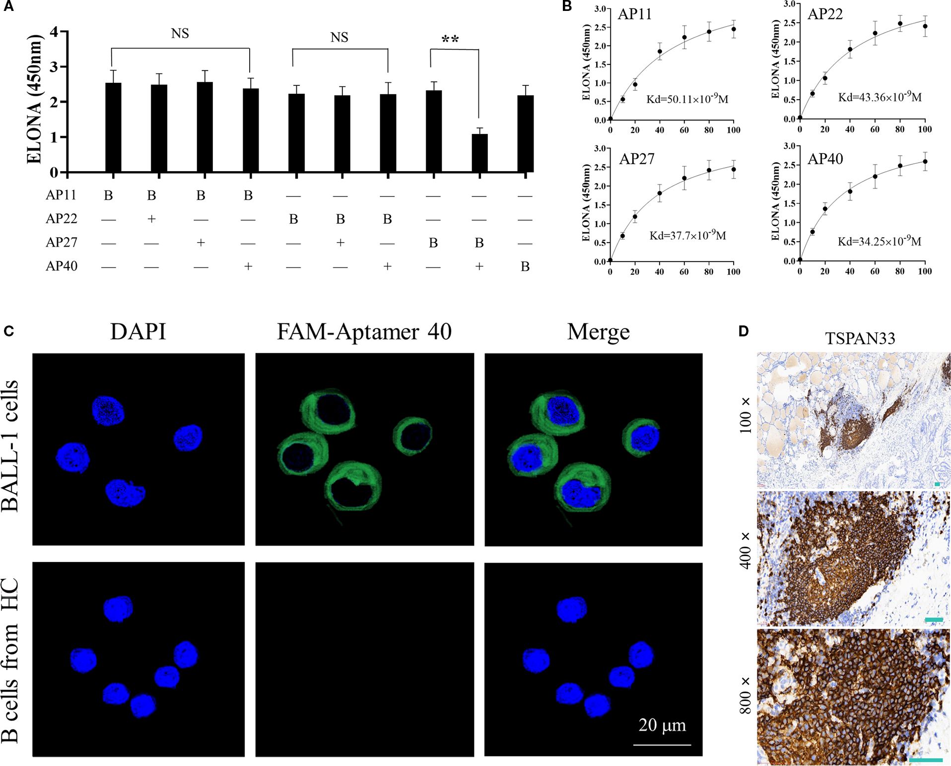 Composite image with four panels: A) Bar graph showing ELONA assay results at 450 nm for AP11, AP22, AP27, and AP40 with statistical annotations; B) Four graphs depicting dissociation constants (Kd) for each aptamer; C) Fluorescent microscopy showing BALL-1 cells and B cells from healthy donor stained with DAPI and FAM-Aptamer 40; D) Microscopic images at different magnifications (100, 400, 800 times) showing TSPAN33 expression in tissue sections.