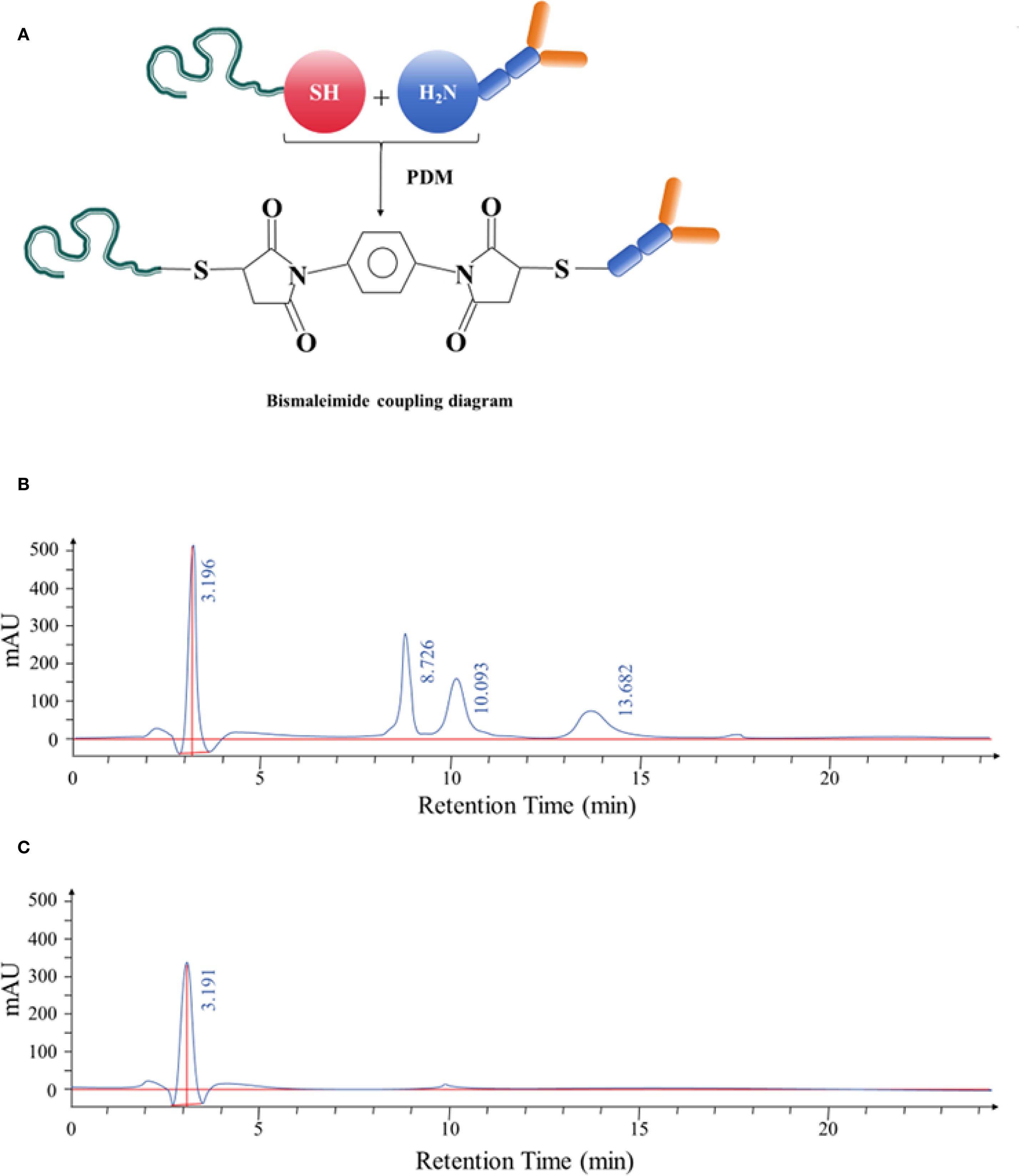 Diagram A shows a bismaleimide coupling process involving a reaction between thiol (SH) and amine (H2N) groups through PDM, forming a compound with bismaleimide rings. Graph B displays a chromatogram with peaks at retention times 3.196, 8.726, 10.093, and 13.682 minutes, measured in milli-absorbance units (mAU). Graph C shows a similar chromatogram with primary peak at 3.191 minutes.