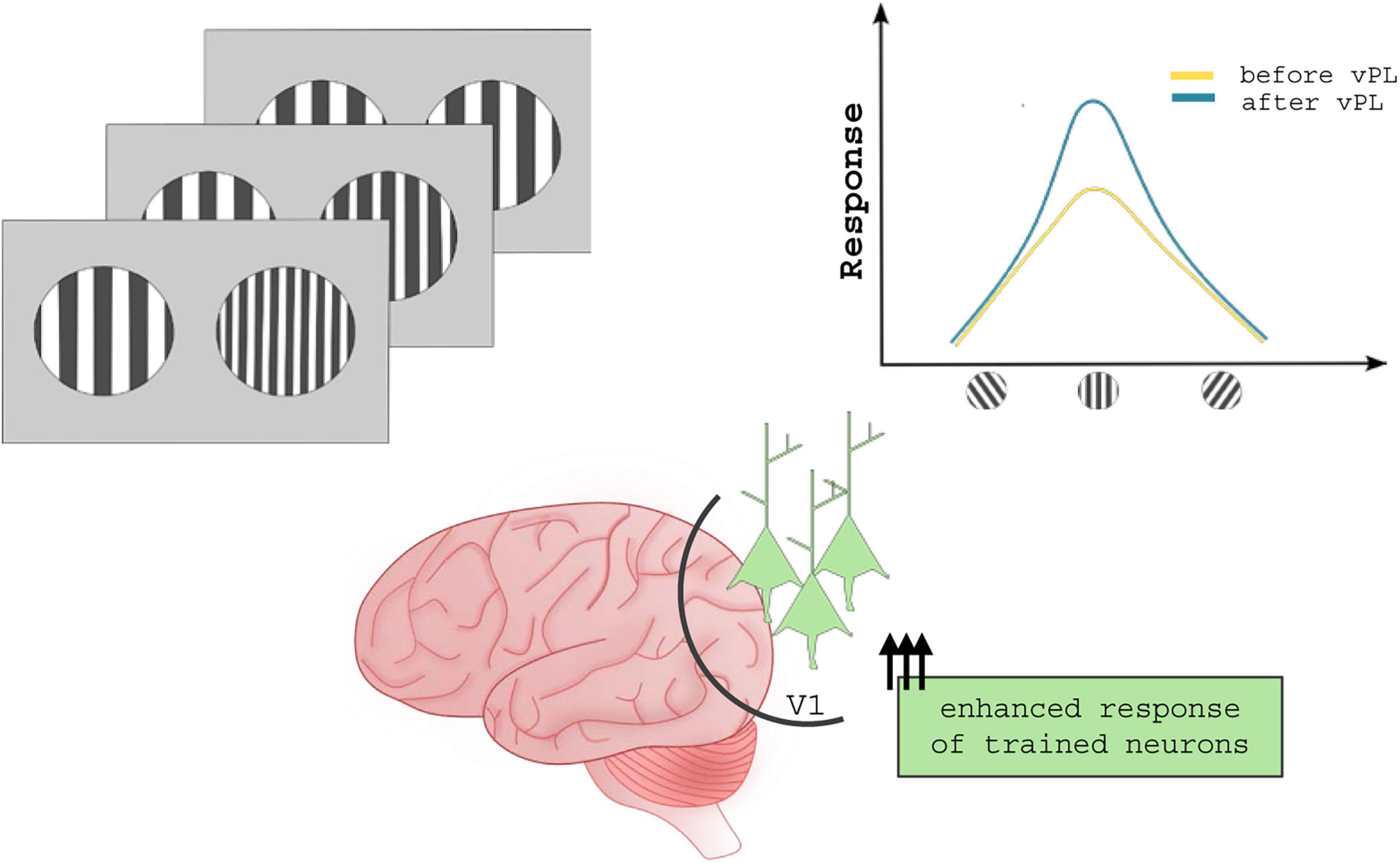Diagram illustrating visual perceptual learning (VPL) effects on the brain. Three images with striped patterns are shown. A graph displays neural response before and after VPL, with increased response post-training. An illustration of the brain highlights the V1 region, with arrows indicating enhanced neuronal response in trained neurons.