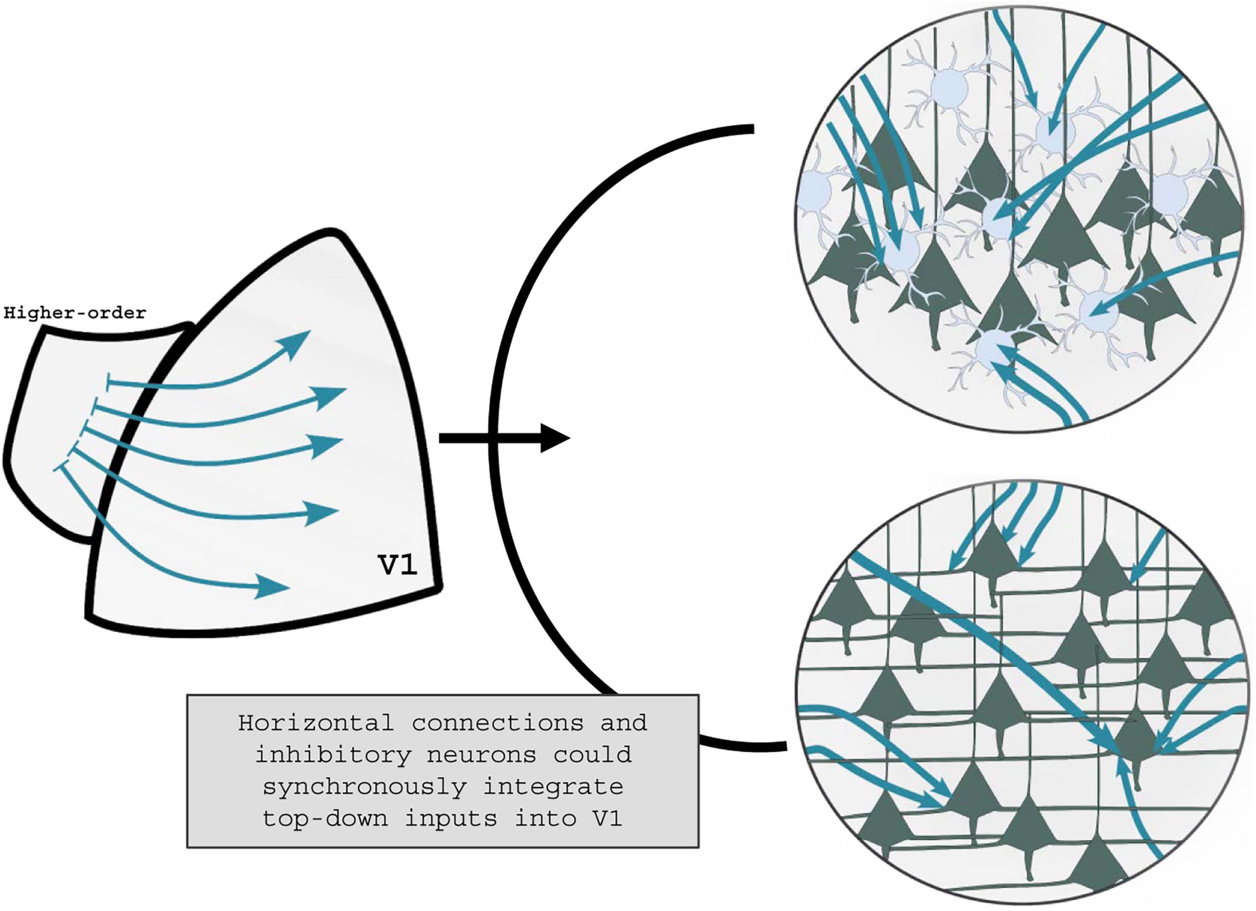Diagram illustrating the integration of top-down inputs into the visual cortex (V1) via horizontal connections and inhibitory neurons. Arrows depict signal flow from a higher-order area to V1. Insets show neural networks with arrows highlighting connections and interactions among neurons. Text caption explains the process.
