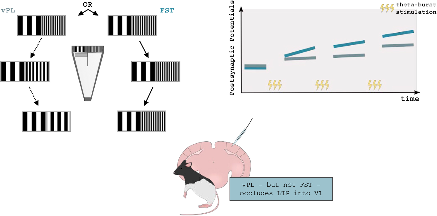 Graphic showing the role of LM in vPL retention and acquisition in a mouse study. Two line graphs depict discrimination threshold versus sessions, with a comparison between saline and CNO groups. Each graph has a dashed line dividing phases, with corresponding diagrams and descriptions.