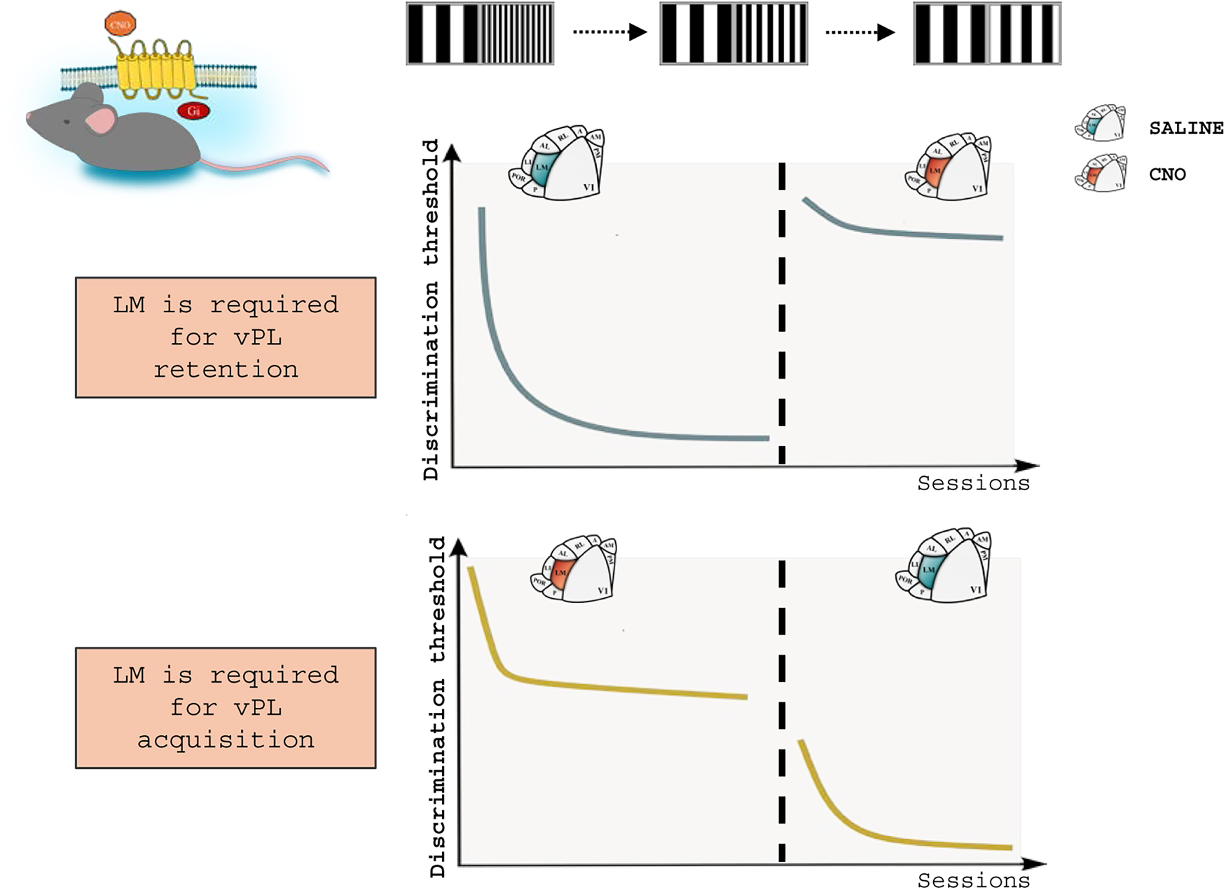 Diagram illustrating the LTP research experiment. Top left: two sets of striped patterns labeled “vPL” and “FST,” pointing to a funnel. Right: a graph showing postsynaptic potentials over time with theta-burst stimulation indicated. Bottom: an image of a mouse with a brain diagram, annotated with “vPL - but not FST - occludes LTP into V1.”