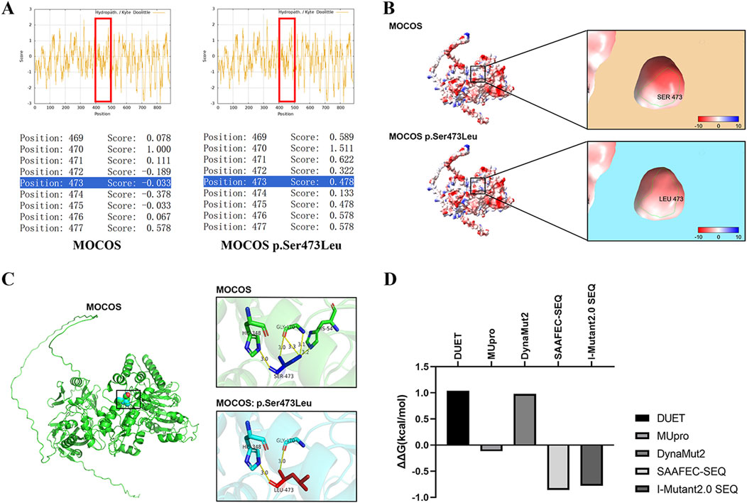 A: Two graphs comparing hydropathicity scores for MOCOs and MOCOs p.Ser473Leu, highlighted at position 473. B: Molecular surface representation shows electrostatic potential changes in MOCOs with insets for SER473 and LEU473. C: Protein structure of MOCOs with zoomed views showing the change from SER473 to LEU473. D: Bar graph displaying ΔΔG values from different prediction tools: DUET, MUPRO, DynaMut2, SAAFEC-SEQ, and I-Mutant2.0 SEQ.