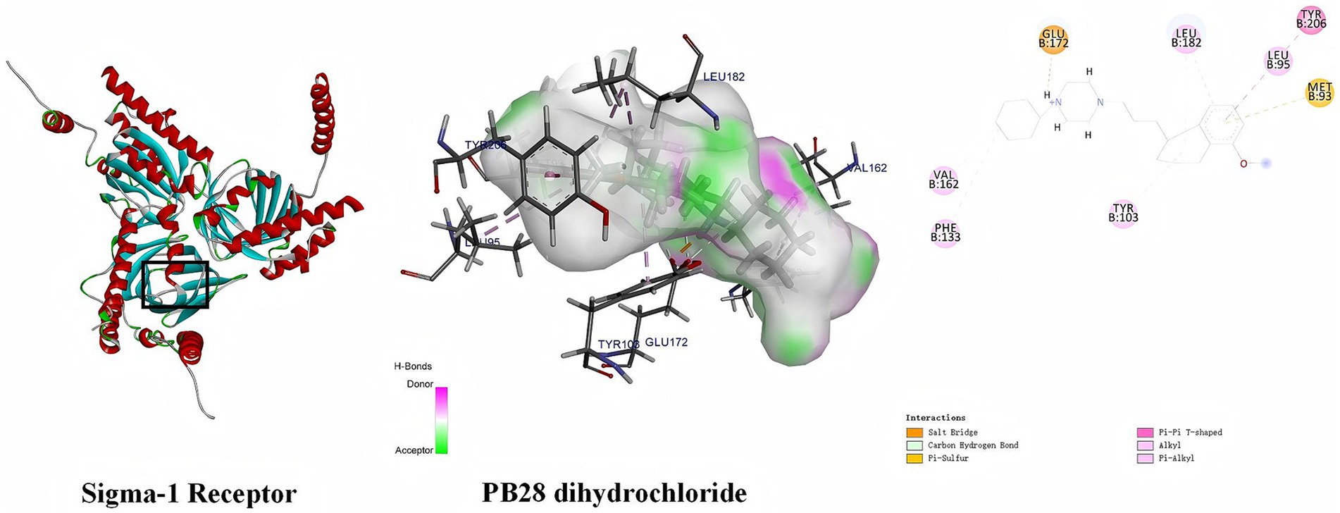 Illustration showing the structure of the Sigma-1 Receptor and the PB28 dihydrochloride molecule. The receptor's structure features helices and strands, while the PB28 molecule shows hydrogen bonds and various interactions like salt bridges and pi-sulfur bonds. Color-coded labels and shading highlight different interaction types.