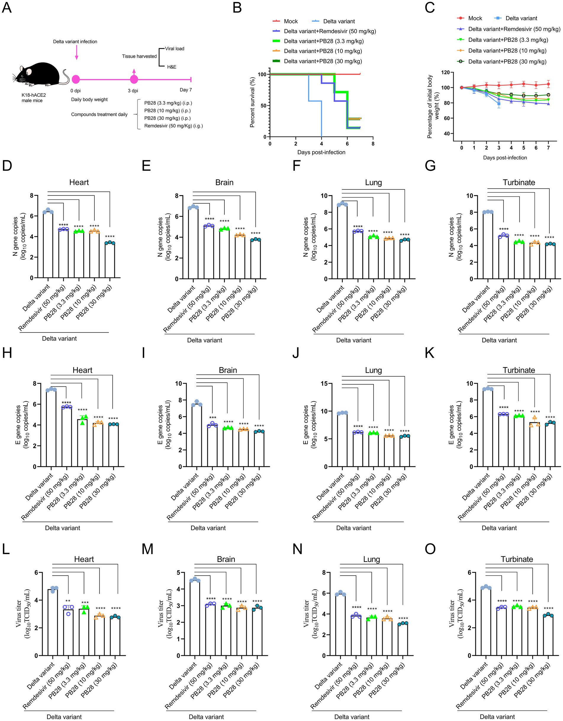 Diagram and graphs show the effects of Delta variant infection in K18-hACE2 mice. Panel A illustrates the experimental setup. Panel B presents a survival curve, and Panel C shows body weight change over time. Panels D to O display bar graphs of N gene copies, E gene copies, and virus titers in heart, brain, lung, and turbinate tissues. Each graph compares treatments: mock, Delta variant, Remdesivir, and PB28 at different doses, highlighting significant differences.