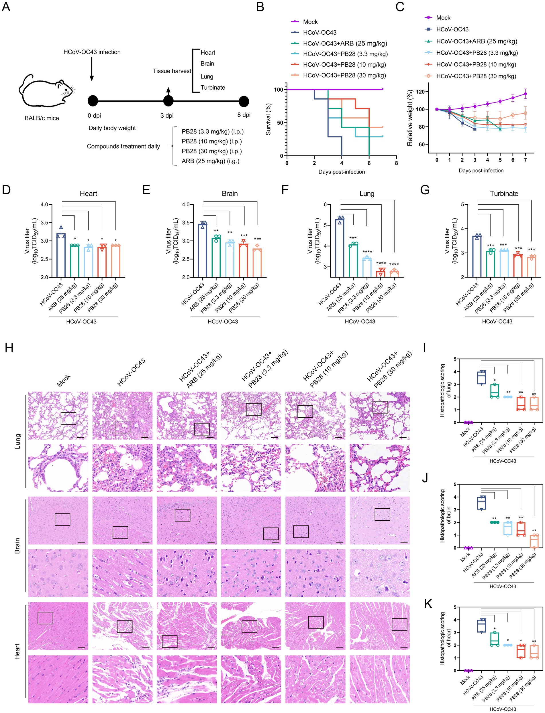 Diagram detailing an experiment with BALB/c mice infected with HCoV-OC43 and treated with compounds PB2B, PB2G, and ARB. Graphs B and C display survival rates and weight changes. Graphs D to G show viral titers in the heart, brain, lung, and turbinate. Section H includes histopathological images of lung, brain, and heart tissues, indicating effects of different treatments. Graphs I to K illustrate histopathologic scoring, highlighting differences in tissue damage under various treatments.