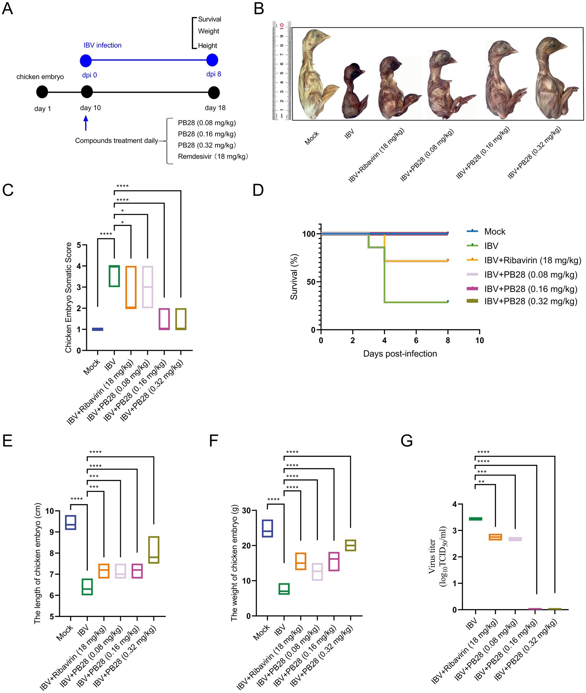 Diagram summarizing the effects of IBV infection and treatments with PB28 and Ribavirin on chicken embryos. Panel A shows the study timeline. Panel B displays images of treated and untreated embryos. Panel C is a box plot displaying somatic scores, with PB28 showing improvement. Panel D is a survival curve showing varying survival rates with different treatments. Panel E and F are box plots showing embryo length and weight, with PB28-treated groups showing better outcomes compared to IBV alone. Panel G shows viral titers, indicating reduced virus amounts in PB28-treated embryos.