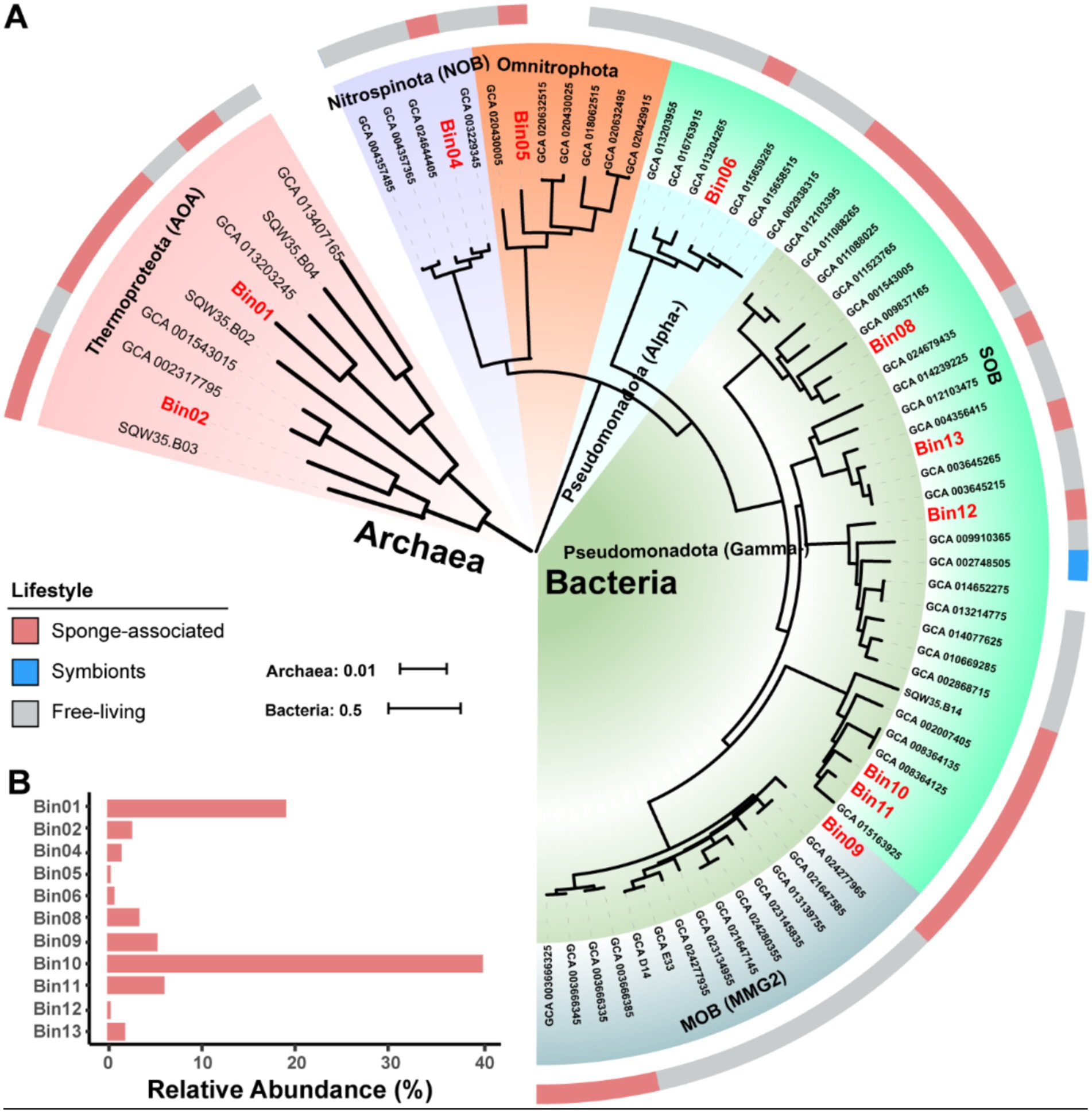 Phylogenetic tree and bar graph illustrating microbial taxa. Panel A displays a circular phylogenetic tree of Archaea and Bacteria, highlighting different lifestyle associations: sponge-associated (pink), symbionts (blue), and free-living (gray). Specific bins (Bin01 to Bin13) are marked, with Bin02, Bin04, Bin05, Bin11, and others emphasized in red. Panel B is a bar graph showing the relative abundance percentages of each bin, with Bin09 having the highest abundance. Scales for Archaea and Bacteria are indicated on the tree, using black lines.