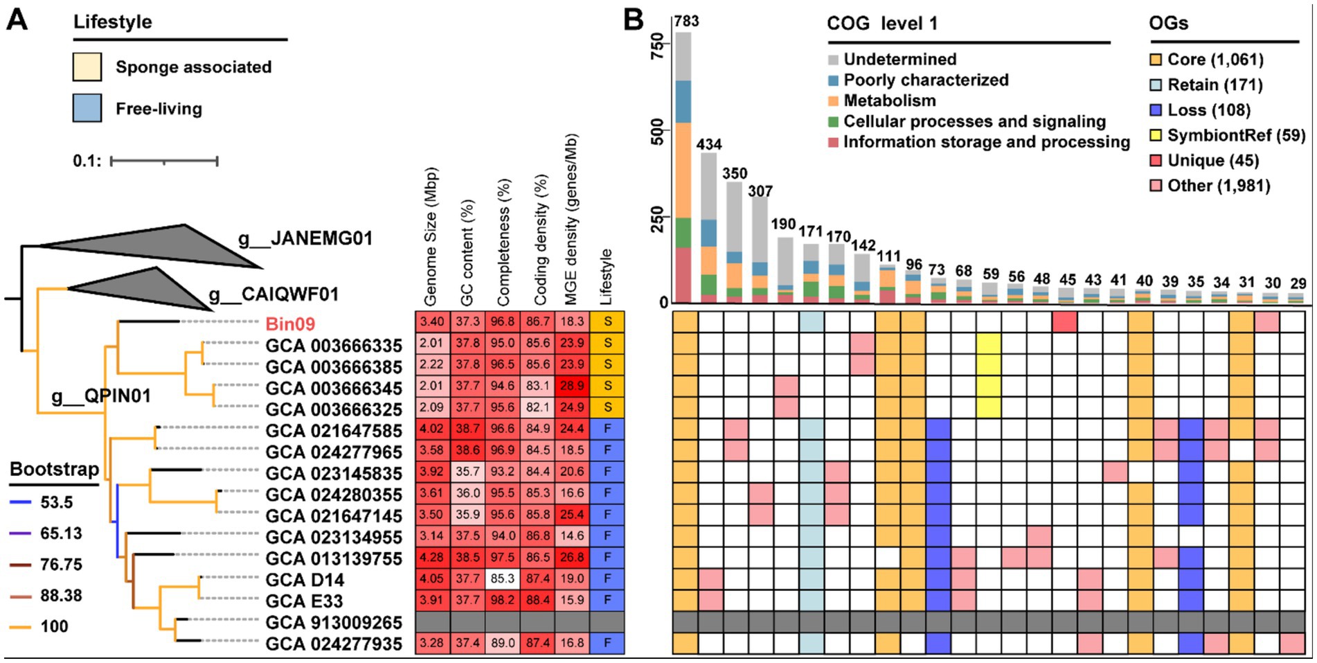 Diagram showing a phylogenetic tree (A) alongside a comparative genomic analysis (B). In (A), branches represent different genome clusters with labels indicating sponge-associated and free-living lifestyles, alongside genome statistics. In (B), a bar chart and heat map display functional categorization of orthologous groups (OGs) by color, representing various cellular processes and storage functions. The chart includes categories like core, retain, loss, symbiont reference, unique, and other, with color-coded labels.