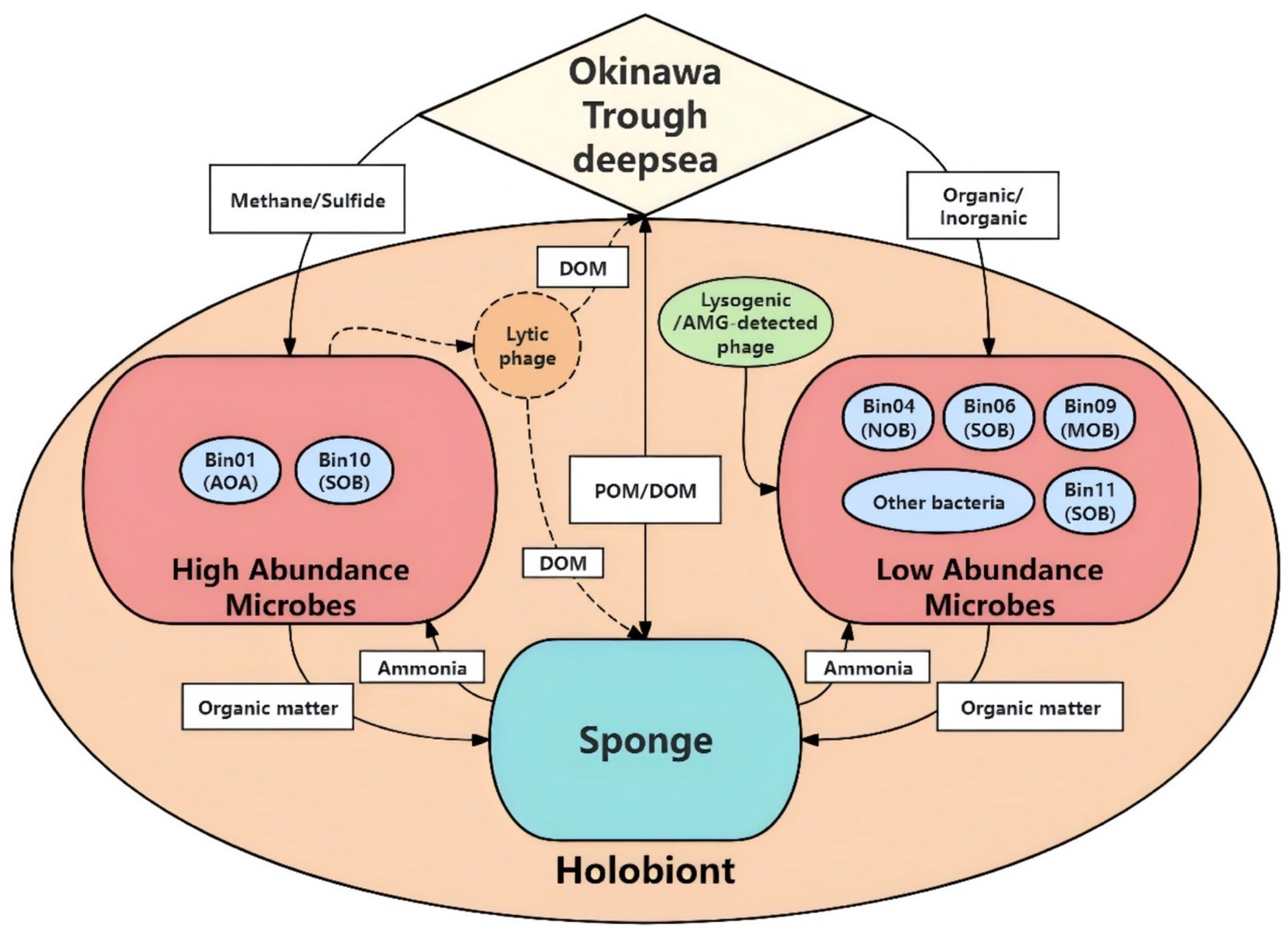 Diagram depicting the nutrient cycles between Sponge, phages and microbes in the sponge holobiont. The microbes and sponges exchange methane, sulfide, organic and inorganic matter, DOM, POM, and ammonia. Microbial bins (Bin01 AOA, Bin10 SOB for high abundance; Bin04 NOB, Bin06 SOB, Bin09 MOB, Bin11 SOB, and other bacteria for low abundance) interact with sponge. Lytic and lysogenic phages also influence these interactions.