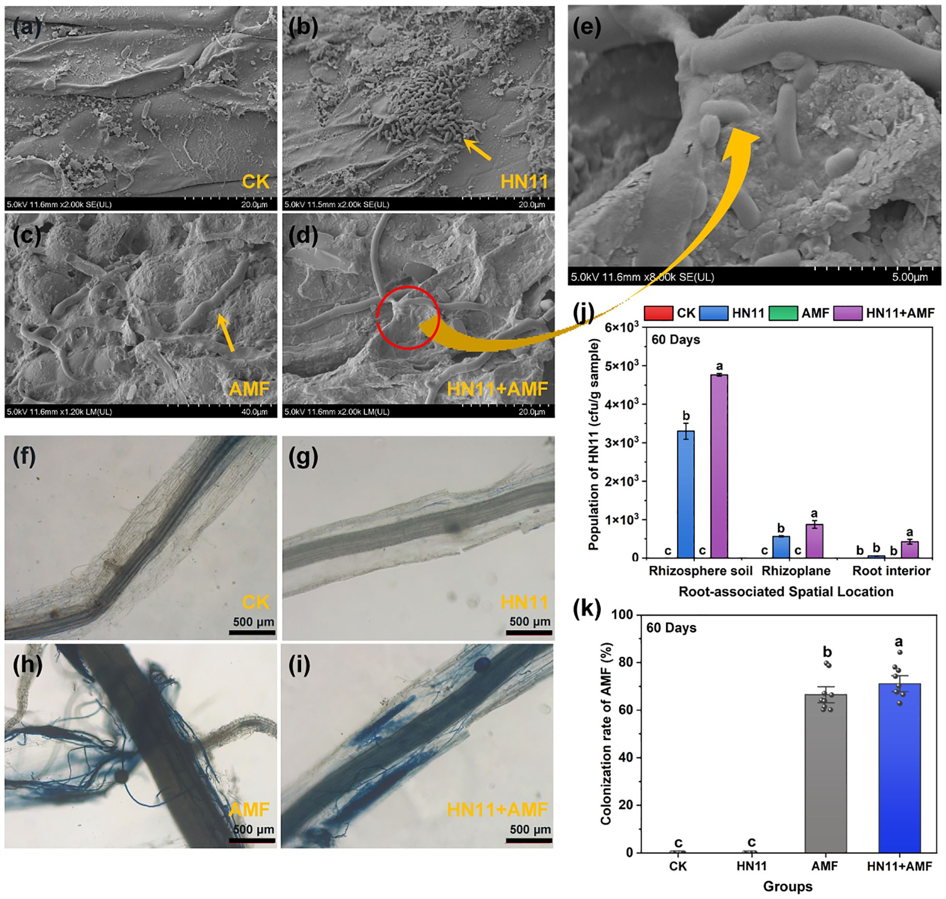 Composite image showing electron micrographs and light microscopy of soil and root samples, labeled CK, HN11, AMF, and HN11+AMF. Arrows highlight various structures. A bar chart (j) displays the population of HN11 in different environments after sixty days, and another chart (k) shows the colonization rate of AMF.