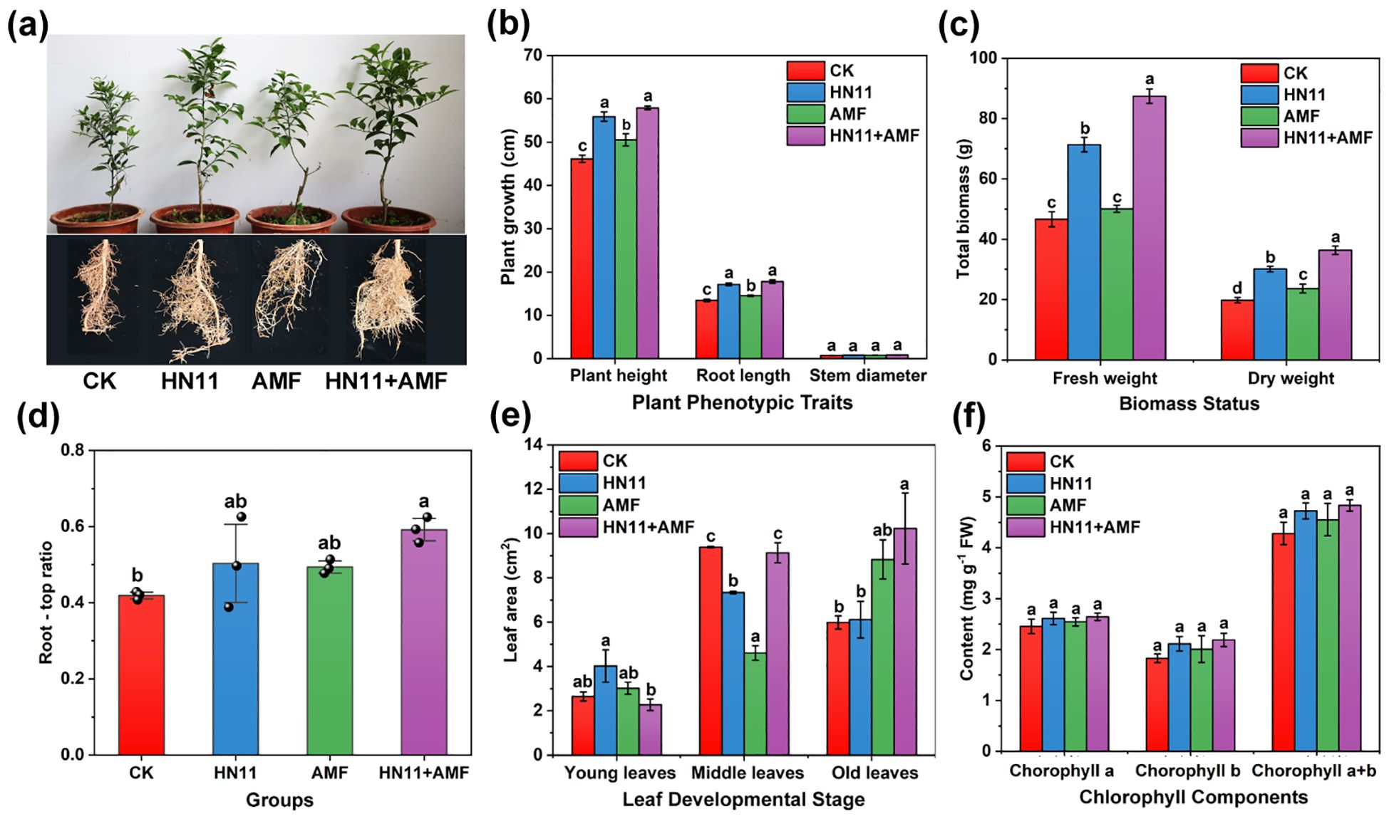 Comparison of plant growth under different treatments: (a) Visual comparison of plants and root systems for CK, HN11, AMF, and HN11+AMF. (b) Bar graph showing plant growth metrics: height, root length, and stem diameter, with HN11+AMF showing the highest growth. (c) Graph of total biomass: fresh and dry weight, with HN11+AMF again leading. (d) Root-to-top ratio comparison indicating higher ratios in HN11+AMF. (e) Leaf area measurement showing increased size in HN11+AMF. (f) Chlorophyll content comparison, with similar levels across all treatments.