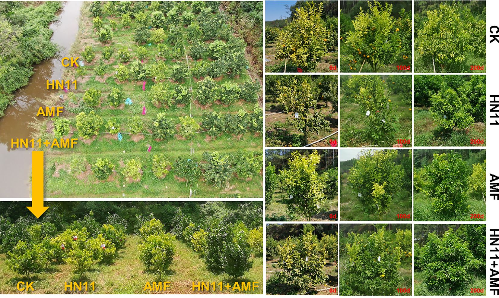 Aerial and close-up images of a field with citrus trees organized into four sections labeled CK, HN11, AMF, and HN11+AMF. The right displays close-ups of each section at intervals of zero, one hundred, and two hundred days, showing tree growth and fruit development.