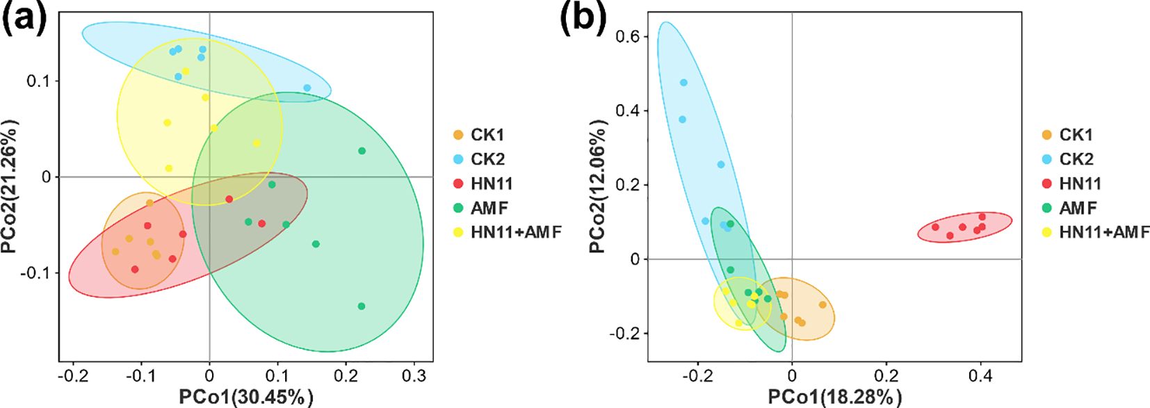 Principal Coordinate Analysis (PCoA) plots (a and b) show the distribution of five groups: CK1 in orange, CK2 in blue, HN11 in red, AMF in green, and HN11+AMF in yellow. Plot (a) displays PCo1 and PCo2 explaining 30.45% and 21.26% of variation, respectively. Plot (b) shows PCo1 and PCo2 explaining 18.28% and 12.06% of variation. Each group is clustered distinctly with overlaps and separations indicating relationships among groups.