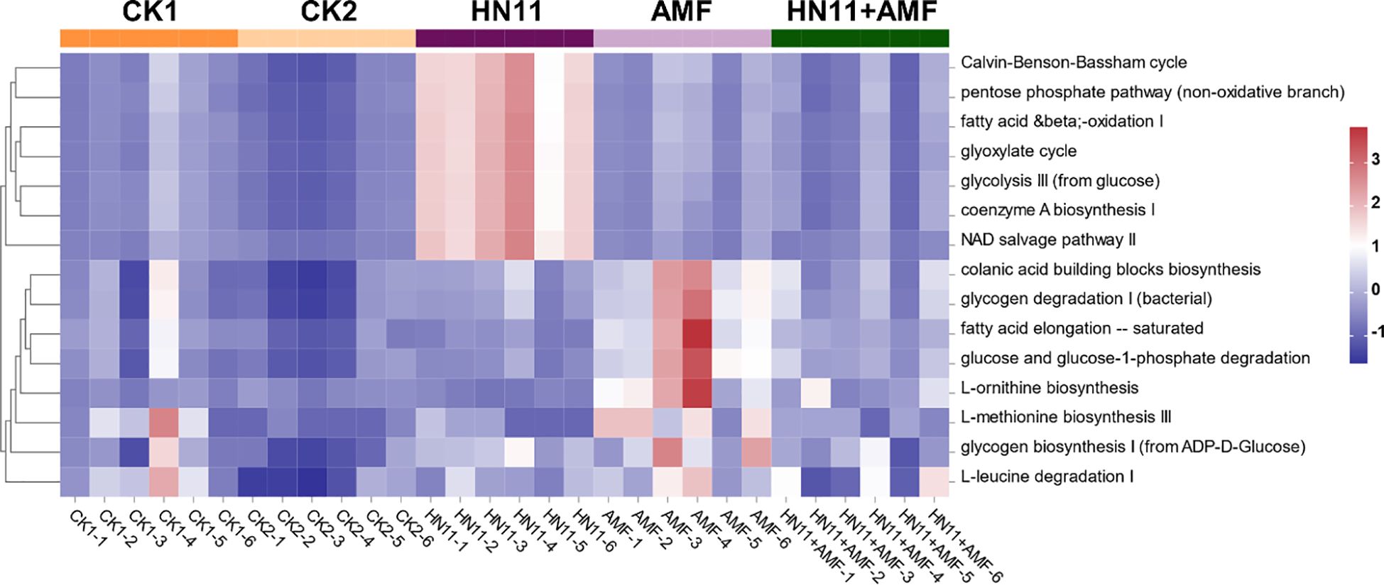 Heatmap illustrating metabolic pathway activities across different sample groups: CK1, CK2, HN11, AMF, and HN11+AMF. Pathways include the Calvin-Benson-Bassham cycle, pentose phosphate pathway, and others. Intensity is shown on a scale from -1 (blue) to 3 (red), indicating relative activity levels.