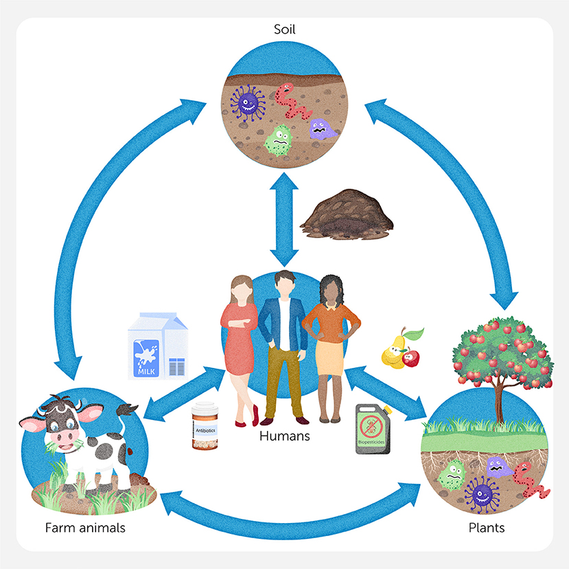 Illustration of the soil microbiome cycle. Arrows connect soil, farm animals, plants, and humans. Soil contains microbes. It influences plant growth and animal health. Humans interact through biopesticides and antibiotics, affecting the cycle.