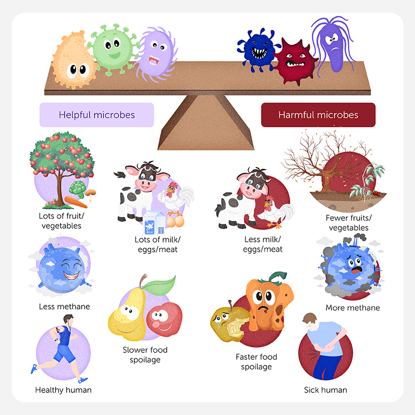 Illustration showing two groups of microbes on a balance scale: helpful microbes on the left and harmful microbes on the right. Below, effects are depicted: helpful microbes lead to lots of fruits, vegetables, milk, eggs, and meat; less methane; slower food spoilage; and a healthy human. Harmful microbes result in fewer fruits, vegetables, less dairy, more methane, faster spoilage, and a sick human.