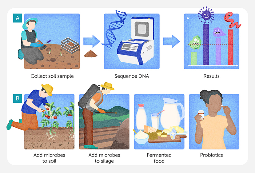 Diagram illustrating two processes. Panel A shows a sequence: collecting soil samples, sequencing DNA with a lab machine, and analyzing results with graphs featuring microbes. Panel B displays applications: adding microbes to soil and silage, and consuming fermented foods and probiotics.