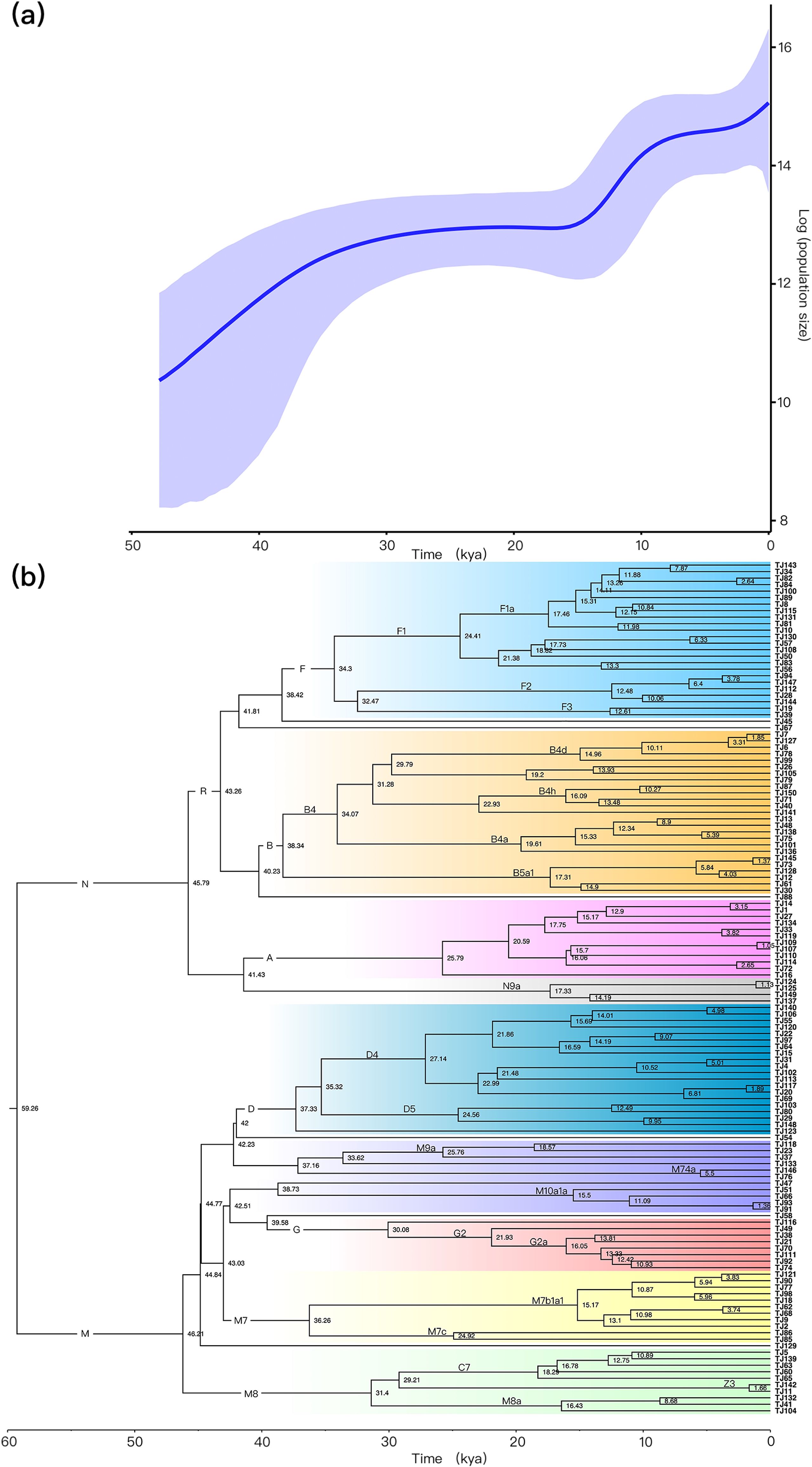 (a) A graph showing population size over time, with a blue line and shaded area indicating 95% confidence intervals. The x-axis is labeled “Time (kya)” and the y- axis is “Log population size”. (b) A phylogenetic tree with branching patterns and colored sections representing different haplogroups over time, labeled with time in kya along the x-axis and Tujia individual labels on the right.