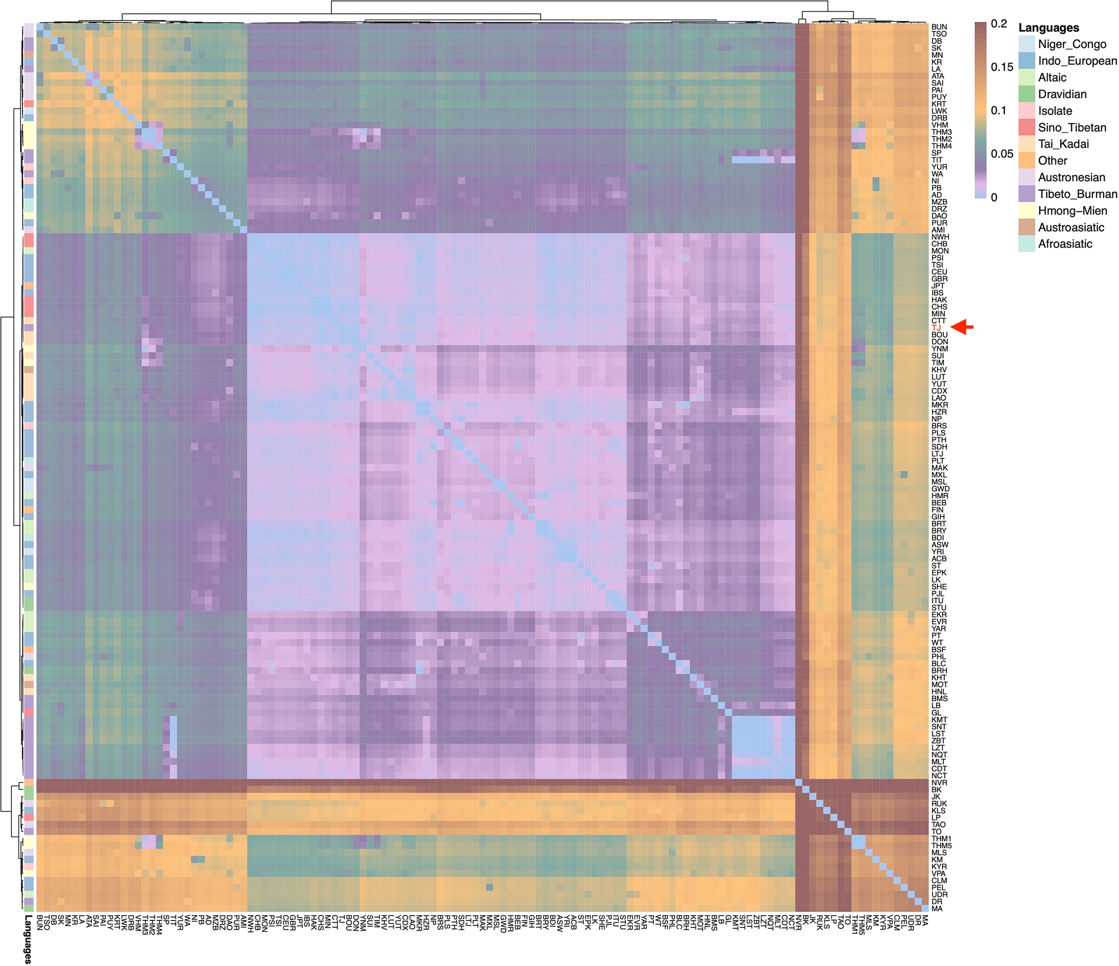 Heatmap showing FST genetic distances among global human populations, categorized by language families. The color scale indicates genetic differentiation, ranging from purple (low differentiation) to orange (high differentiation). Language families are annotated with different colors on the side. Red arrow points to the studied Tujia group on the right.