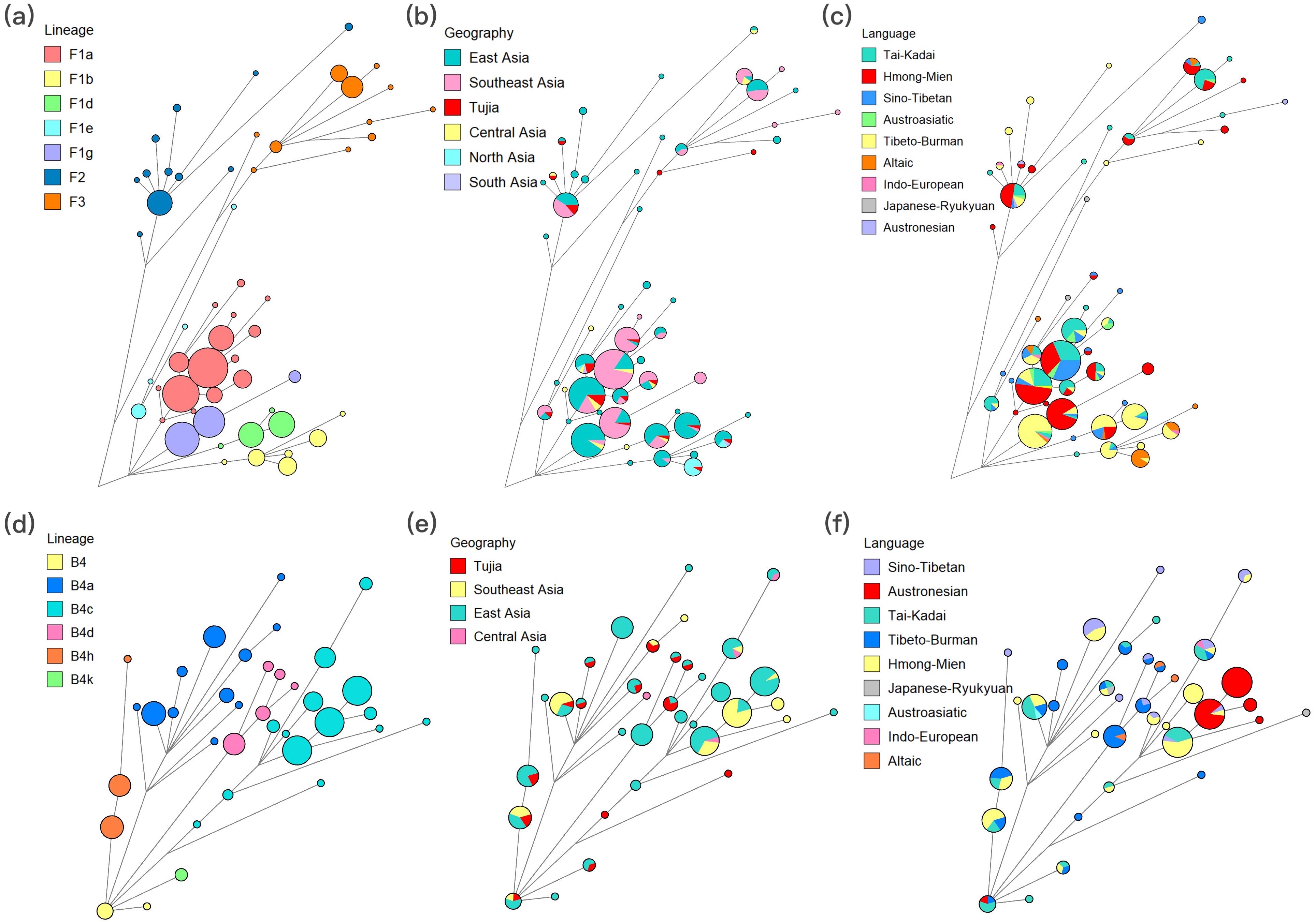 The median networks of the two most frequent haplogroups, including F and B4 haplogroups. (a), (b) and (c) for F haplogroup based on lineages, geographic origins and language families, respectively. (d), (e) and (f) for B4 haplogroup based on lineages, geographic origins and language families, respectively. The size of nodes and the length of the branches are proportional to the number of individuals and mutations, respectively.