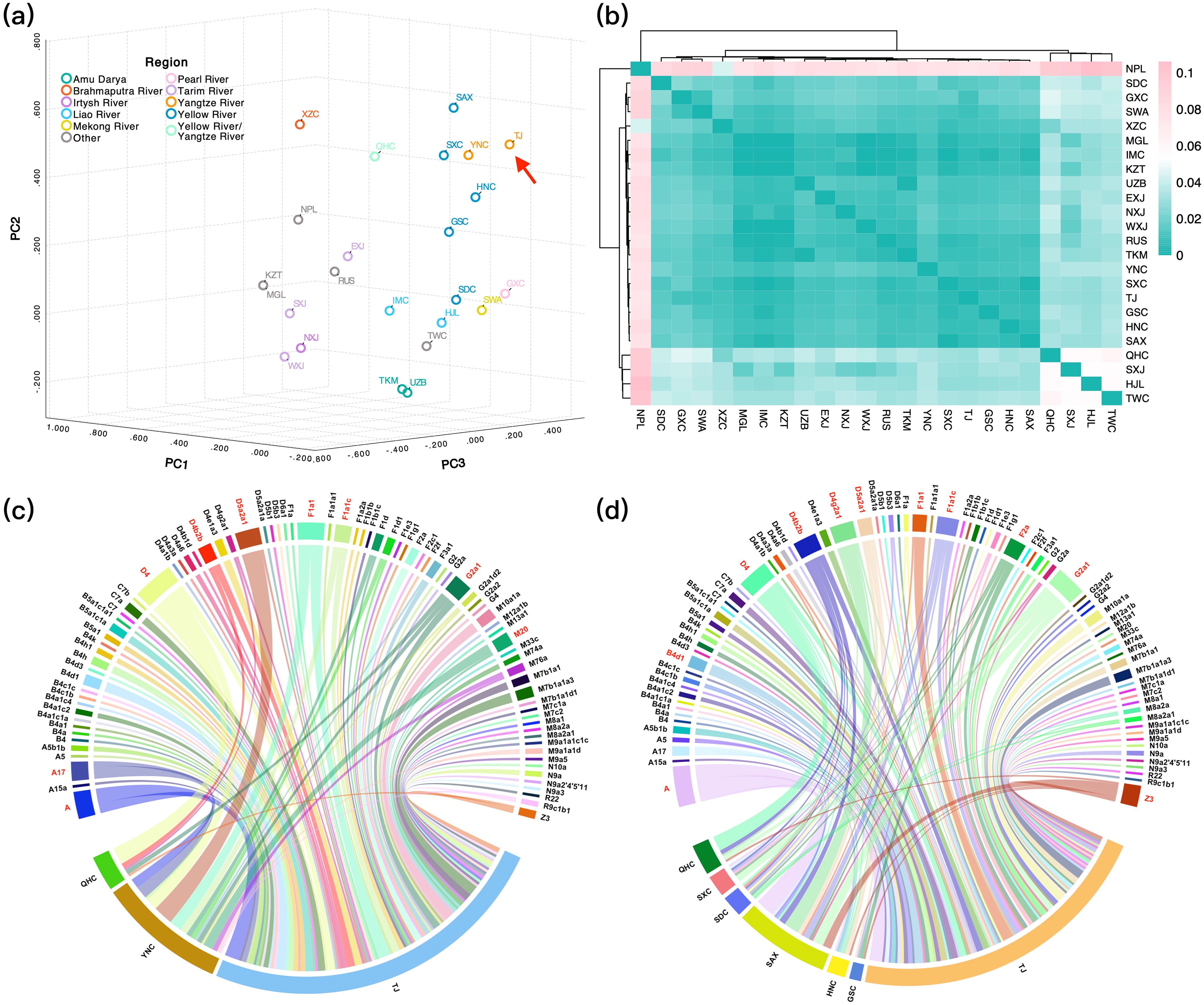 (a) A 3D scatter plot shows PCA analysis with data points labeled by geographical region, highlighting Tujia (TJ) in yellow indicated by a red arrow. (b) A heatmap displays FST among TJ and ancient populations with a color scale from turquoise (lower FST value) to pink (larger FST value). The chord diagrams illustrated haplotype sharing between the TJ and ancient populations from the Yangtze River Basin (c) or the Yellow River Basin (d), with each haplotype segment labeled and connected by color-coded lines.