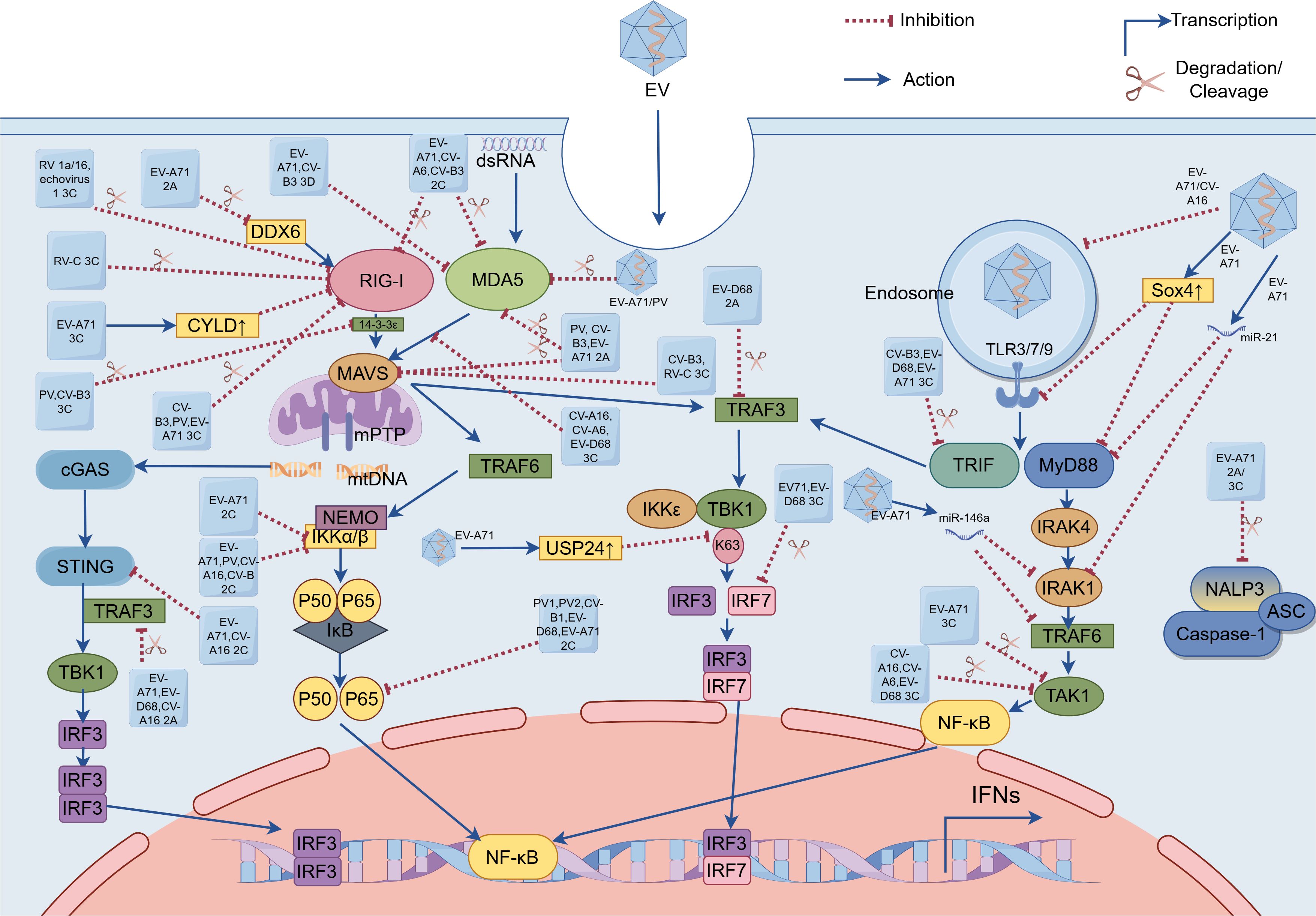 Illustration of a signaling pathway involving various proteins and molecules, showing interactions via inhibition, transcription, action, and degradation. Key components include RIG-I, MDA5, MAVS, TRAF3, IRF3, IRF7, cGAS, and STING. The diagram depicts molecular processes related to virus detection and immune response, with pathways leading to the production of interferons (IFNs). Arrows indicate actions, dotted lines represent inhibitions, and scissors denote degradation or cleavage.