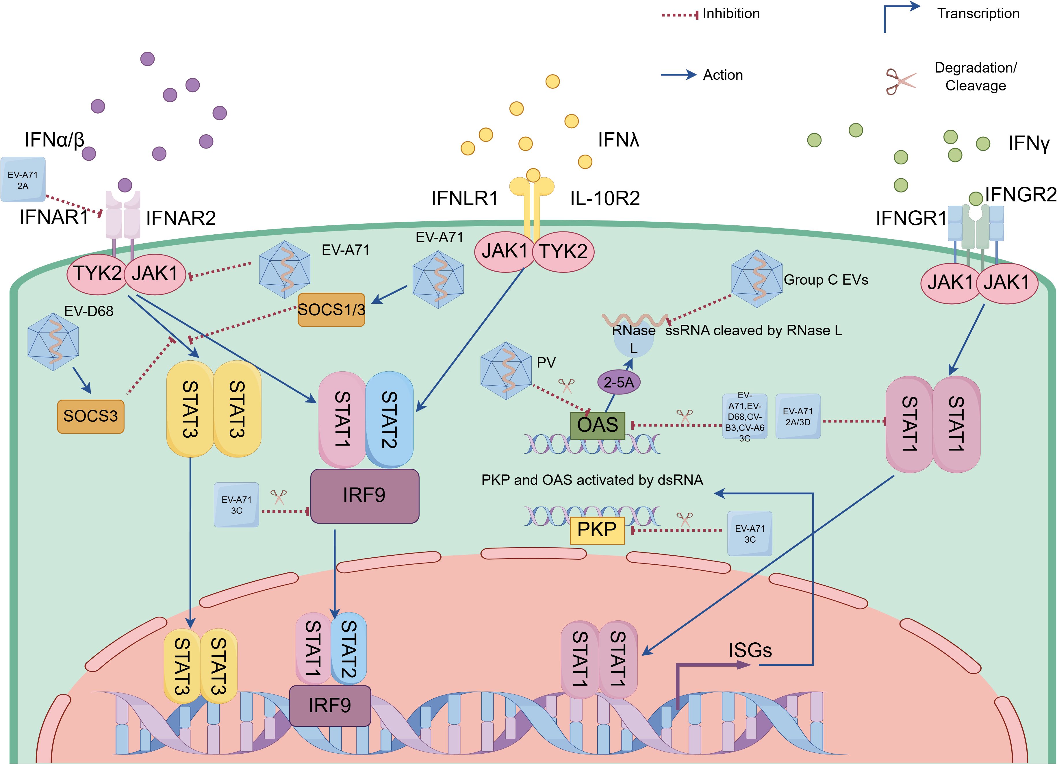 Signal transduction pathway illustration showing the interaction of interferons (IFNα/β, IFNλ, IFNγ) with receptors IFNAR1/2, IFNLR1/IL-10R2, and IFNGR1/2. The diagram includes proteins JAK1, TYK2, STAT1/2/3, IRF9, OAS, PKP, and SOCS1/3, depicting activation, inhibition, and transcription processes. Viruses EV-A71, EV-D68, PV, and Group C EVs are involved, with actions like RNA degradation and cleavage represented.