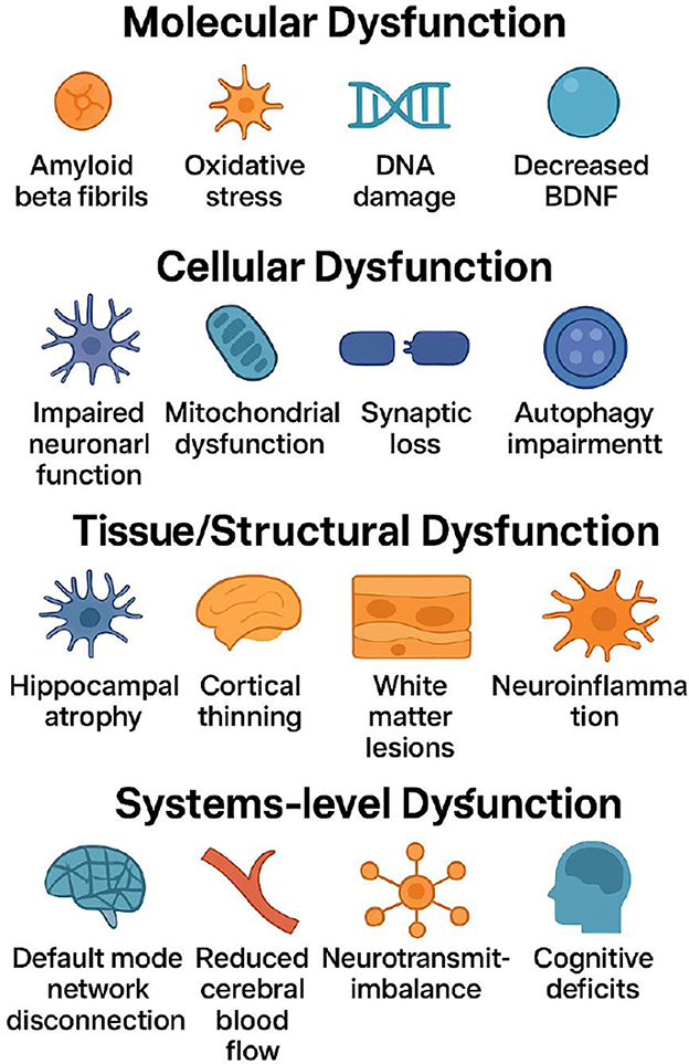 Infographic depicting dysfunction levels in neurodegenerative conditions. Molecular dysfunction includes amyloid beta fibrils, oxidative stress, DNA damage, and decreased BDNF. Cellular dysfunction covers impaired neuronal function, mitochondrial dysfunction, synaptic loss, and autophagy impairment. Tissue/structural dysfunction shows hippocampal atrophy, cortical thinning, white matter lesions, and neuroinflammation. Systems-level dysfunction includes default mode network disconnection, reduced cerebral blood flow, neurotransmitter imbalance, and cognitive deficits.