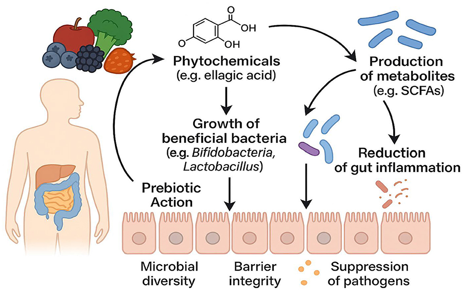 Diagram illustrating the effects of phytochemicals from fruits and vegetables on gut health. Phytochemicals like ellagic acid promote the growth of beneficial bacteria such as Bifidobacteria and Lactobacillus. This leads to prebiotic action, enhancing microbial diversity and barrier integrity while suppressing pathogens. Concurrently, the production of metabolites like SCFAs reduces gut inflammation. An outline of a digestive system highlights these processes.