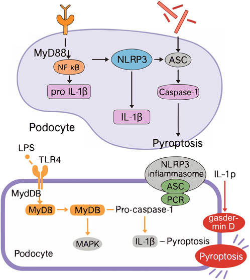 Diagram showing pathways involved in podocyte pyroptosis. Panel A illustrates the activation of NLRP3 by MyD88, leading to pro-IL-1β and IL-1β formation, activating Caspase-1, causing pyroptosis. Panel B shows LPS binding to TLR4, activating MyDB, and leading to MAPK activation, Pro-caspase-1 formation, and NLRP3 inflammasome activation. Gasdermin D promotes pyroptosis.