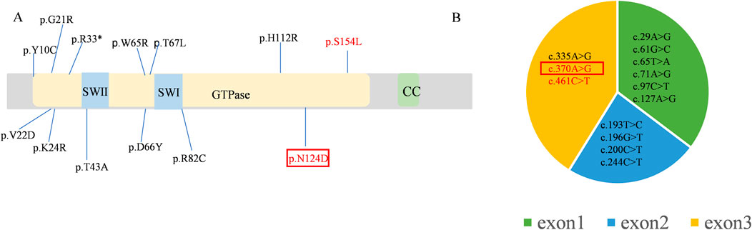 Diagram split into two parts: A and B. Part A shows a schematic of a GTPase protein with various mutations labeled, such as p.G21R, p.Y10C, and p.S154L. Regions SWI and SWII are highlighted, and critical mutations p.N124D and p.S154L are marked in red. Part B displays a pie chart divided into three segments representing exon mutations: exon 1 (green), exon 2 (blue), and exon 3 (yellow), with highlighted mutations c.370A>G and c.461C>T in red.