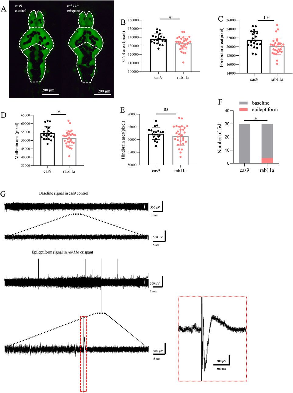 Panel A shows two images comparing cas9 control and rab11a crispant fish, with a focus on CNS areas. Panels B to E present bar graphs analyzing CNS, forebrain, midbrain, and hindbrain areas, respectively, with significant differences noted, except in Panel E. Panel F illustrates a bar graph showing the number of fish with baseline versus epileptiform signals, highlighting statistical significance. Panel G displays electrophysiological traces comparing baseline signals in cas9 controls and epileptiform signals in rab11a crispants, with magnified sections indicating detailed waveform patterns.