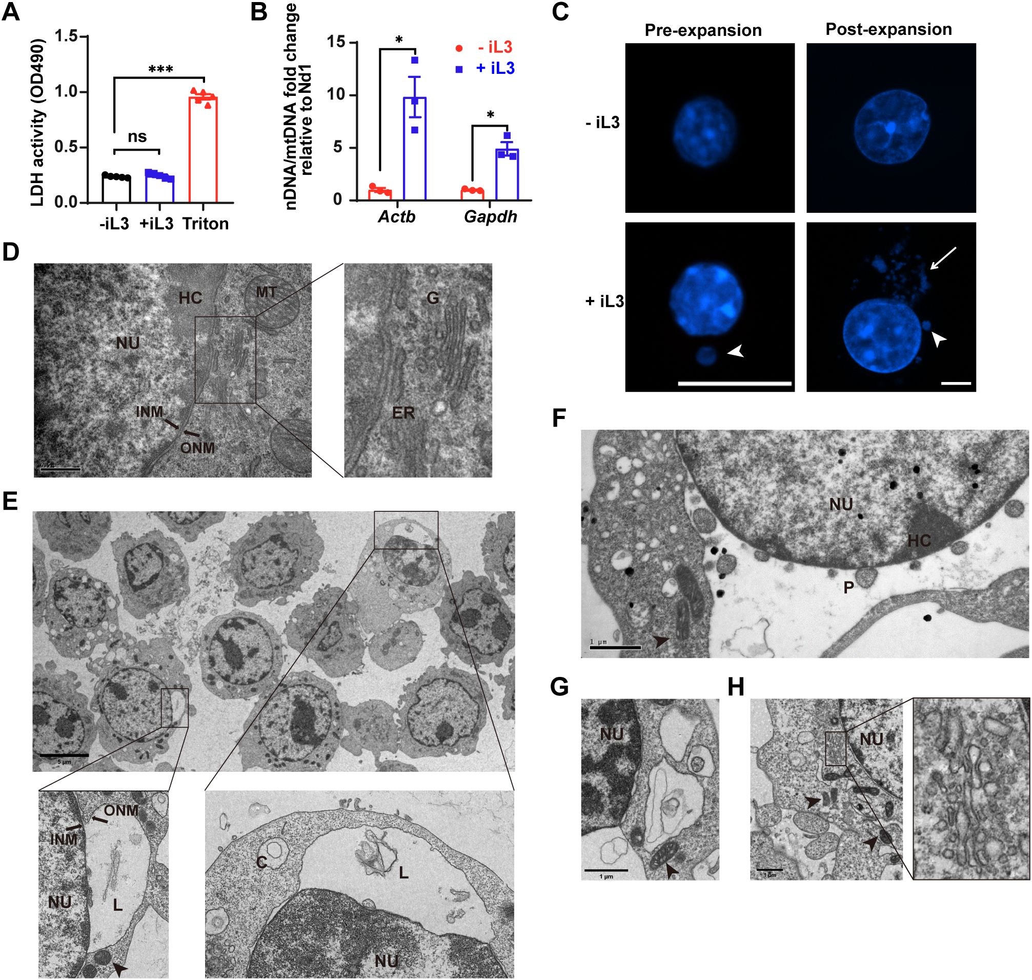 A series of biochemical and microscopic analyses of cellular structures across different stages and conditions. Panel A shows a bar graph displaying LDH activity with the presence or absence of iL3 and Triton, highlighting statistical significance. Panel B presents a bar graph of nDNA/mtDNA fold change for Actb and Gapdh under two conditions, with significant differences indicated. Panel C provides fluorescence microscopy images showing pre-expansion and post-expansion cellular states with and without iL3, illustrating distinct morphological changes. Panels D to H comprise electron micrographs illustrating detailed cellular and organelle structures, including nuclei, endoplasmic reticulum, and cytoplasmic areas. Specific cellular components are labeled, providing insights into structural alterations.