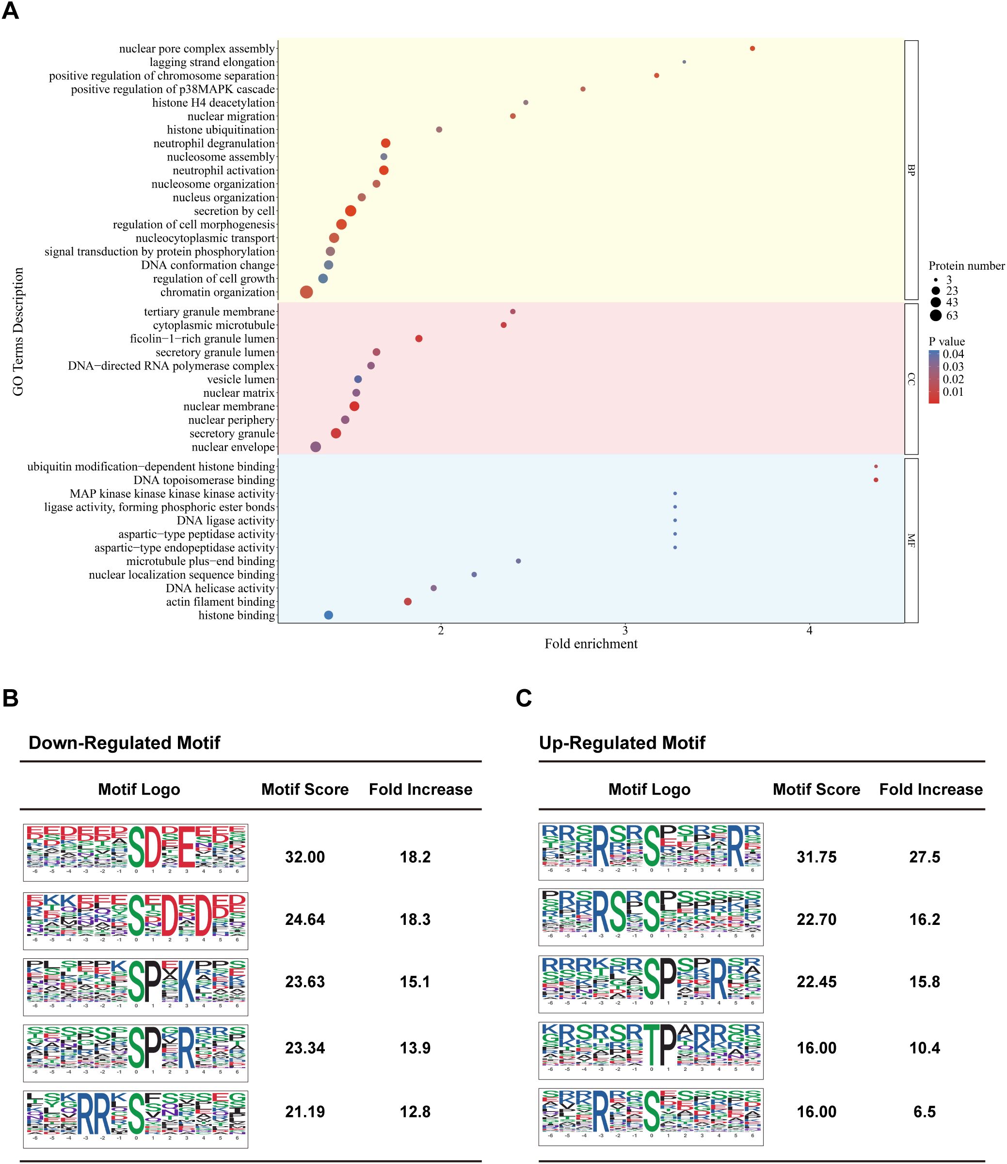 Panel A displays a dot plot illustrating GO term enrichment with fold enrichment on the x-axis. Dot colors indicate p-values, and sizes reflect protein counts. Separate sections highlight BP, CC, and MF categories. Panel B shows motifs for down-regulated sequences with scores and fold increases. Panel C shows motifs for up-regulated sequences with their respective scores and increases.