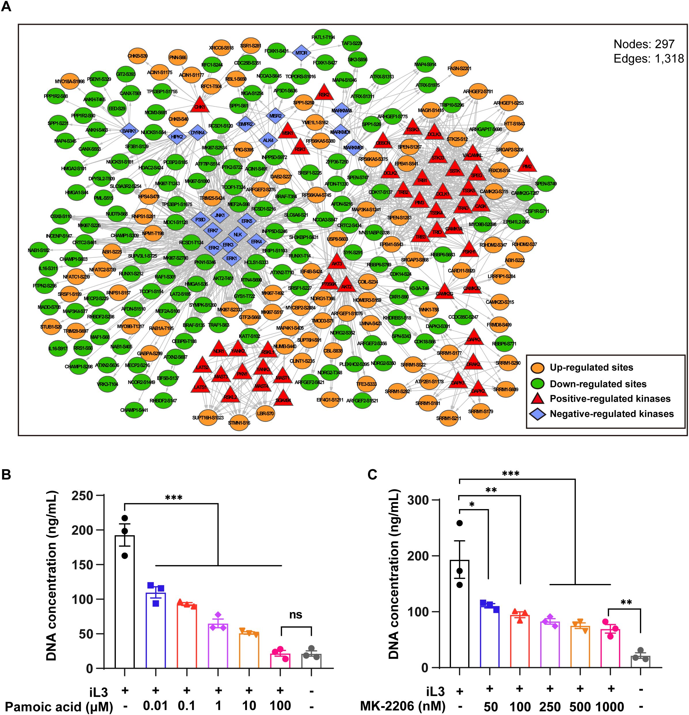 Network diagram and bar graphs. Panel A shows a network with nodes and edges: orange (up-regulated sites), green (down-regulated sites), red triangles (positive-regulated kinases), and blue diamonds (negative-regulated kinases). Panels B and C depict bar graphs showing DNA concentrations in response to different concentrations of Pamoic acid and MK-2206, respectively. Statistical significance is marked by asterisks.