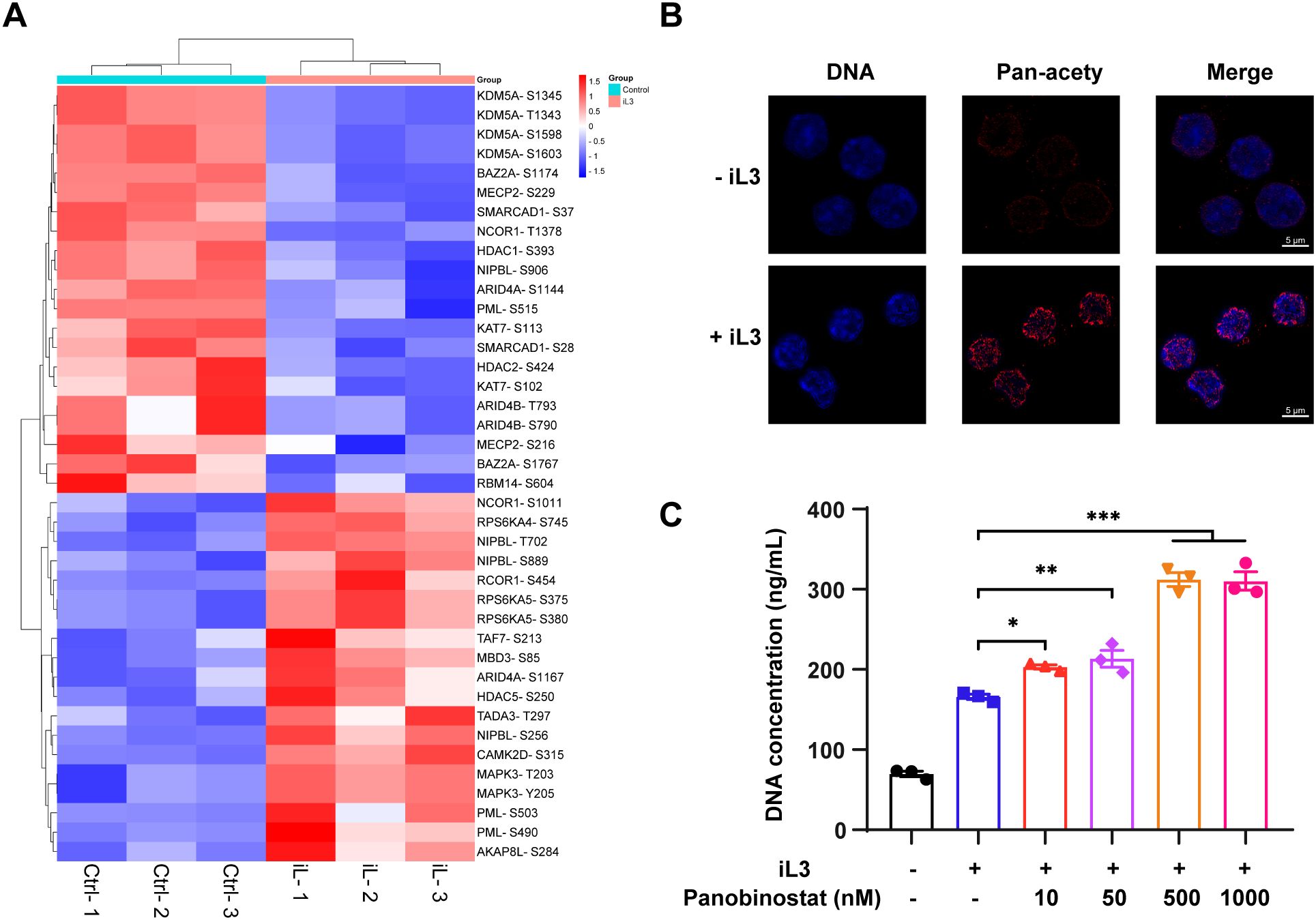Panel A presents a heatmap showing protein expression levels, with a gradient from red (high expression) to blue (low expression), across different conditions labeled as Ctrl and iL3. Panel B consists of images depicting DNA staining (blue), pan-acetylation (red), and their merge, comparing conditions without (-) and with (+) iL3. Panel C is a bar graph illustrating DNA concentration in nanograms per milliliter across various panobinostat concentrations, with significant differences indicated by asterisks.