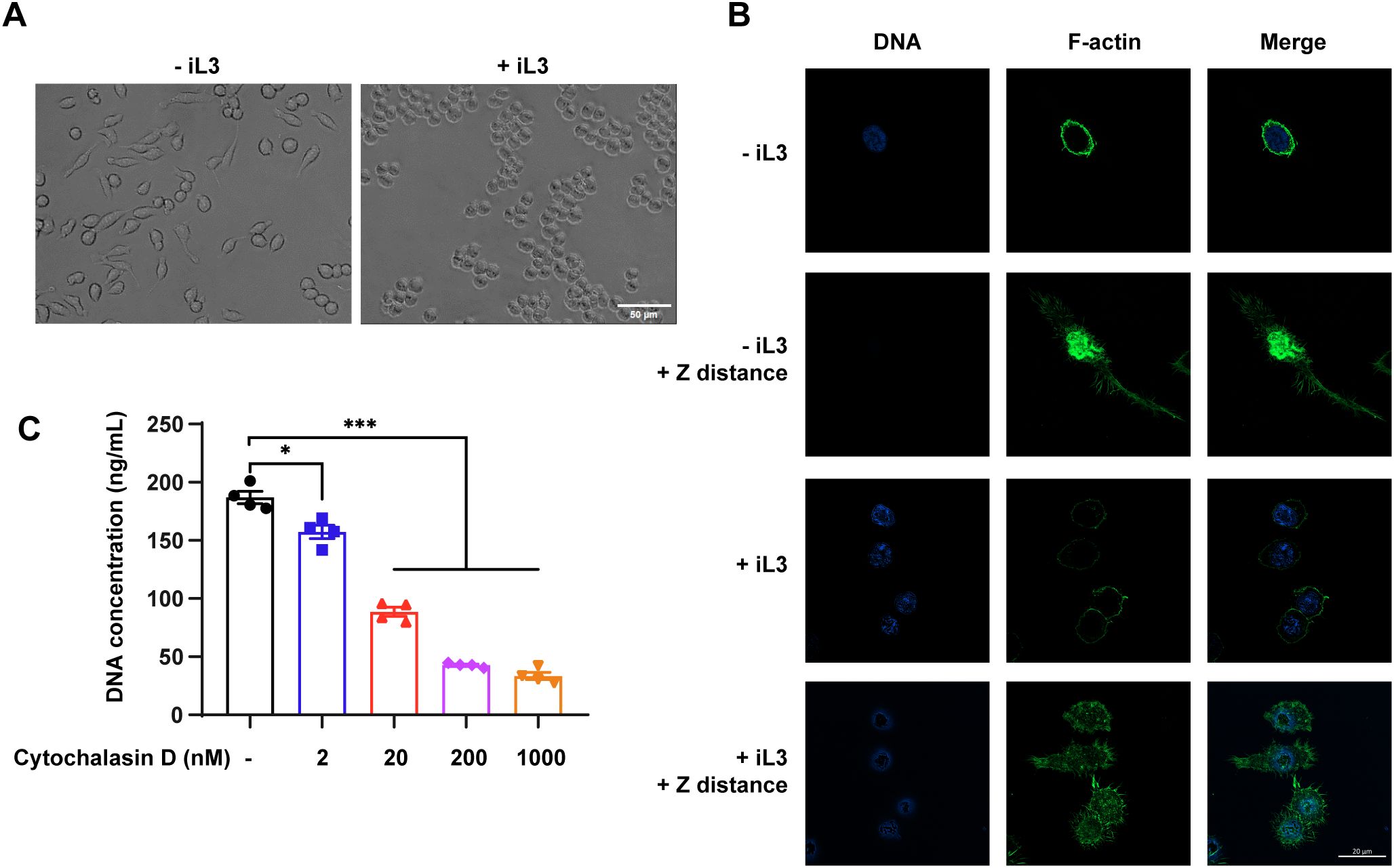 Panel A shows two images of cells with and without iL3 treatment, displaying variations in cell morphology. Panel B presents fluorescence microscopy images depicting DNA (blue), F-actin (green), and merged channels in cells with and without iL3 treatment at different Z distances. Panel C is a bar graph showing DNA concentration (ng/mL) affected by varying concentrations of Cytochalasin D (nM) with significance levels indicated by asterisks. Scale bars are included for reference.