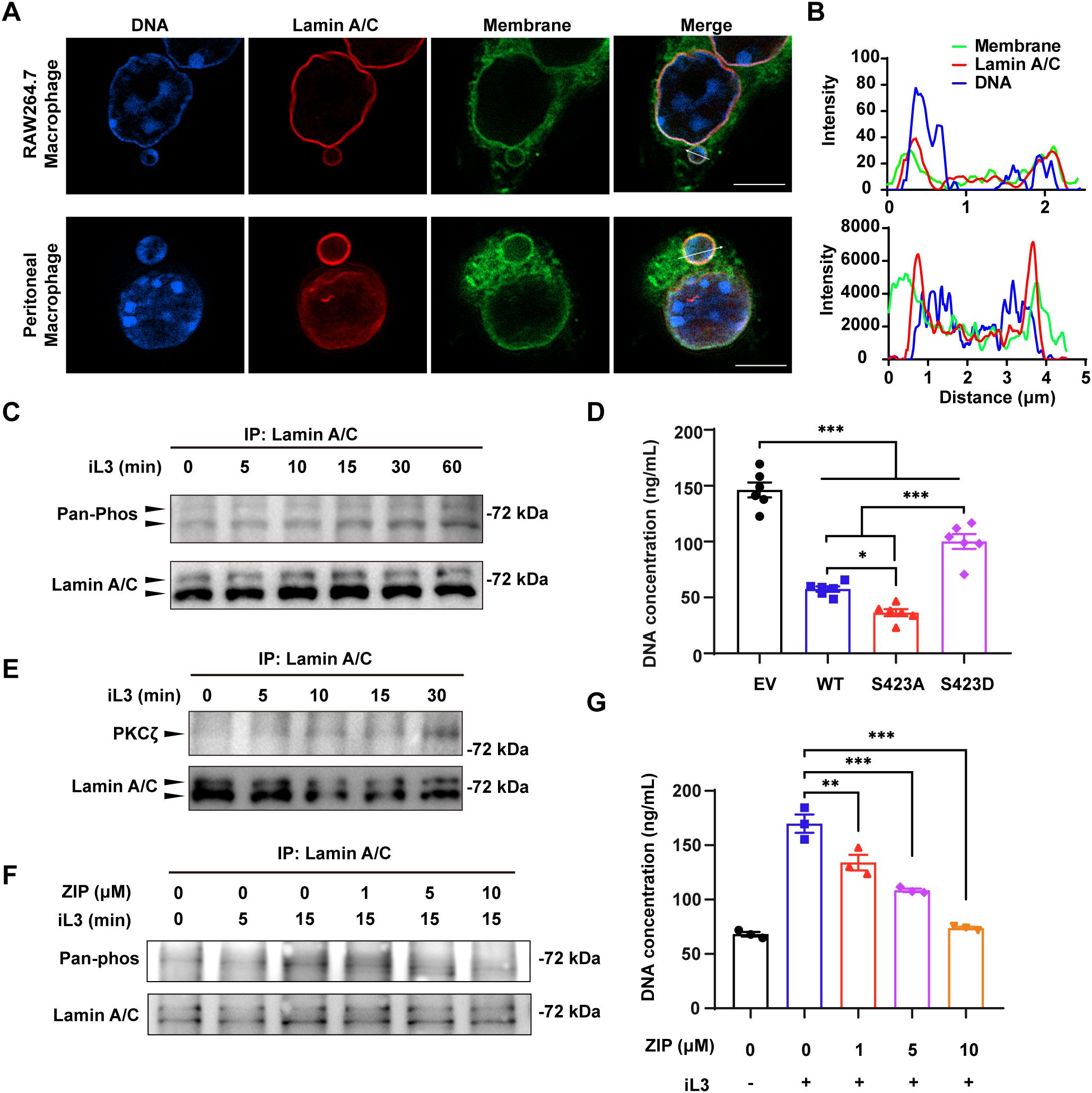 Images depicting scientific data involving macrophages and protein analysis. Panel A shows immunofluorescence staining for DNA, Lamin A/C, and membranes in two macrophage types, with merged images. Panel B presents intensity graphs for DNA, Lamin A/C, and membrane markers over distances. Panels C and F display Western blot analyses with bands showing Pan-Phos, PKCζ, and Lamin A/C at different time points and concentrations. Panels D and G feature bar graphs indicating DNA concentrations with significant differences marked by asterisks, comparing various conditions and treatments.